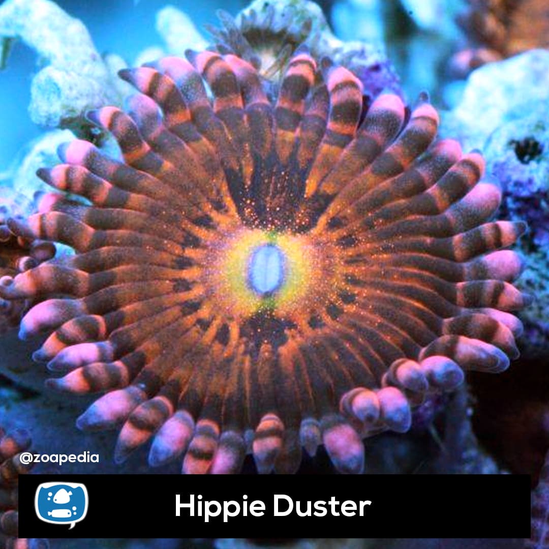 Hippie Dusters
