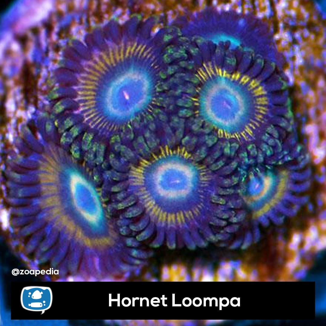 Hornet Loompa