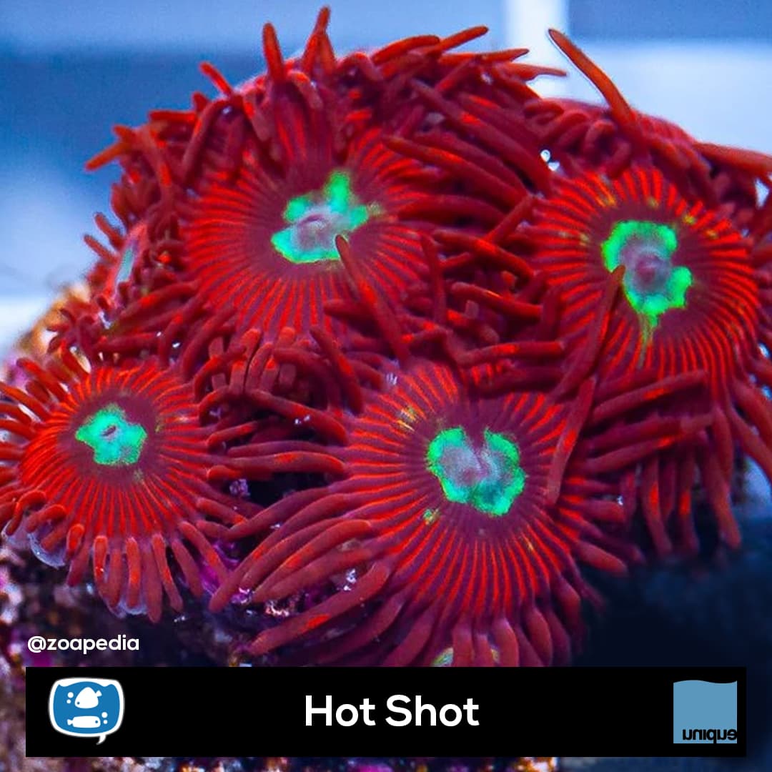 Hot Shot
