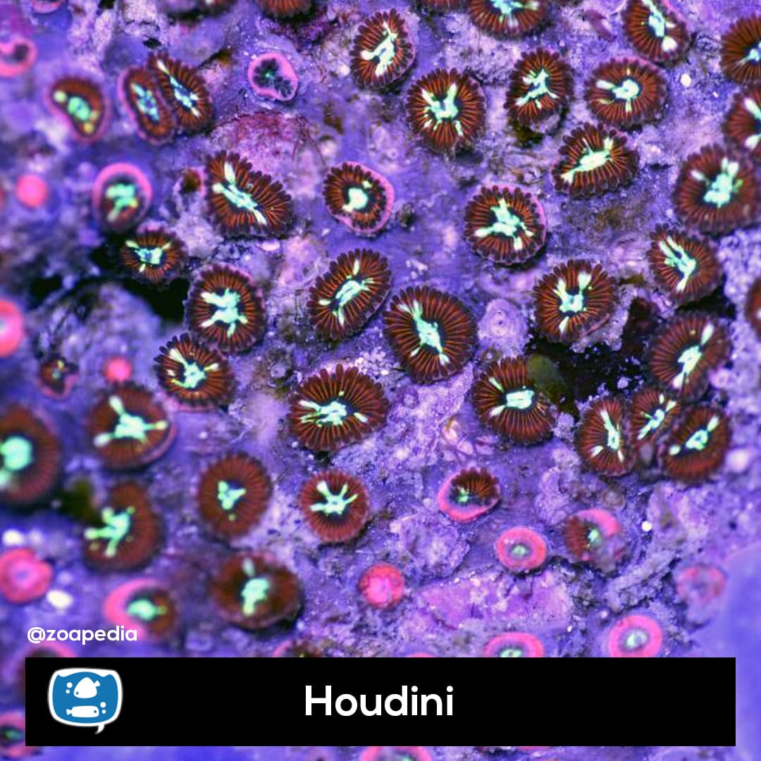 Houdini