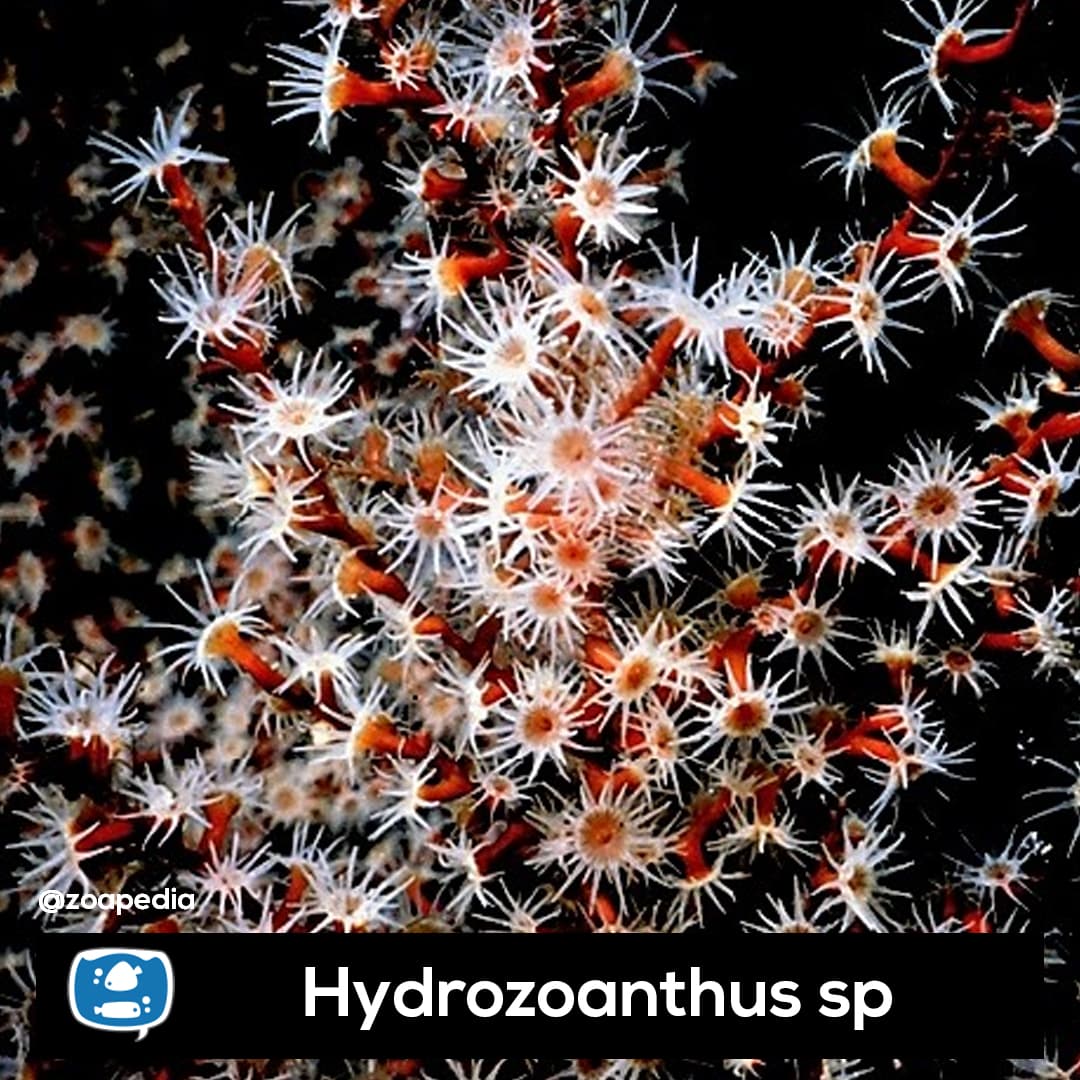Hydrozoanthus sp