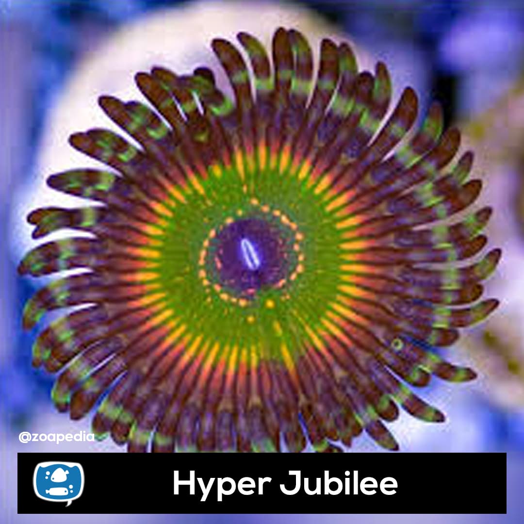 Hyper Jubilee