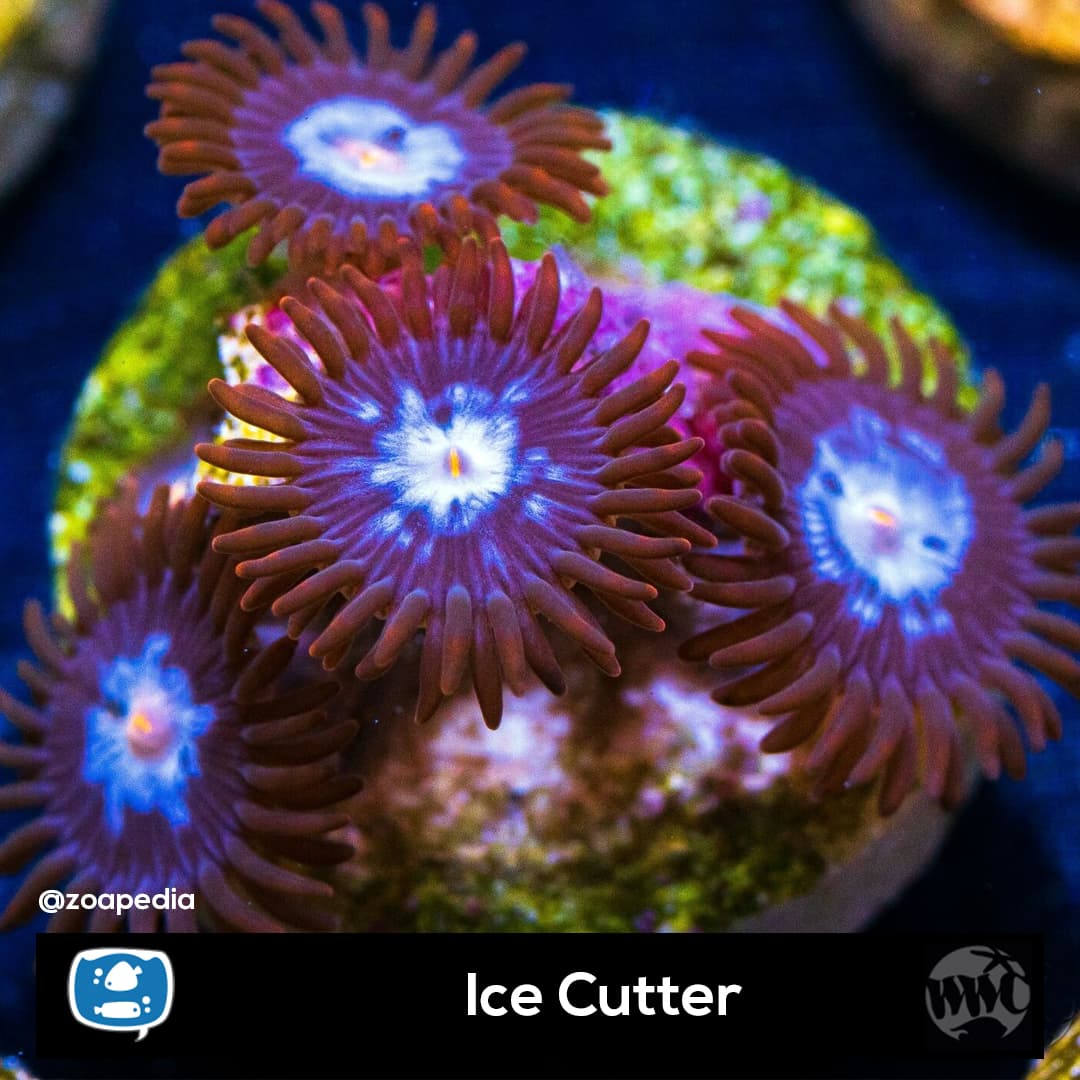Ice Cutter