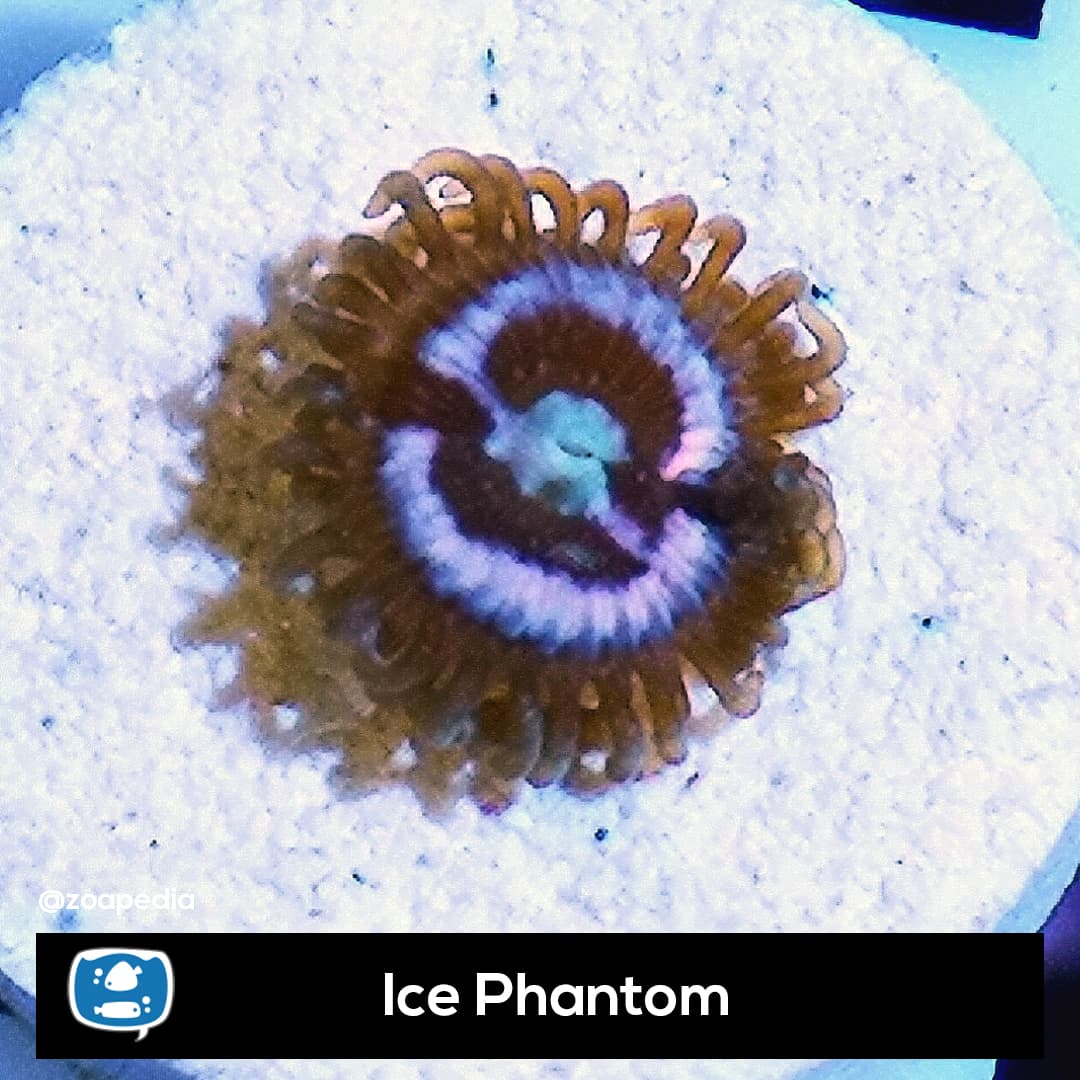 Ice Phantom