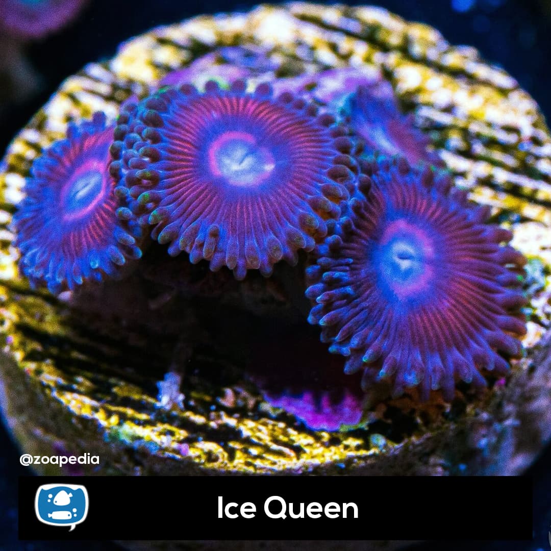Ice Queen