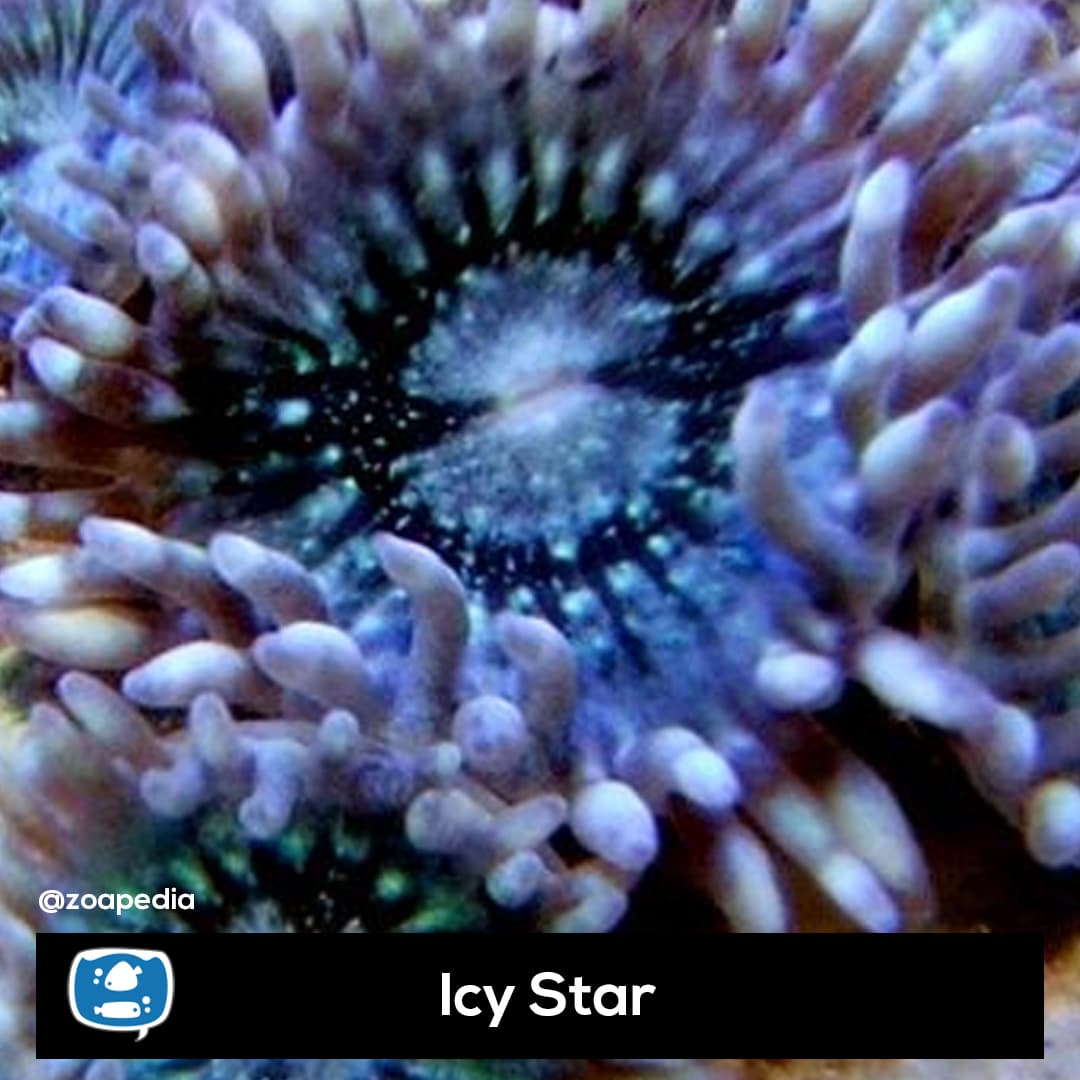 Icy Star