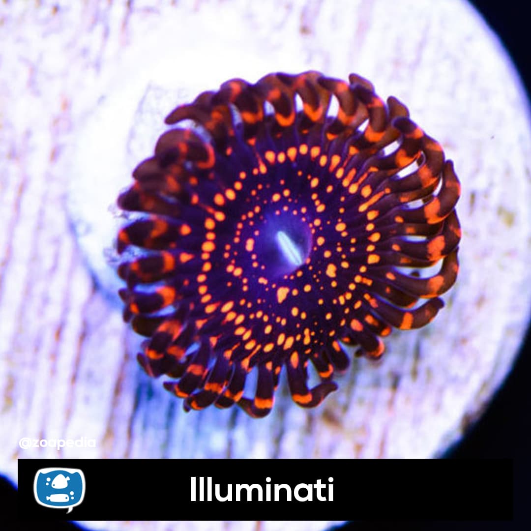 Illuminati