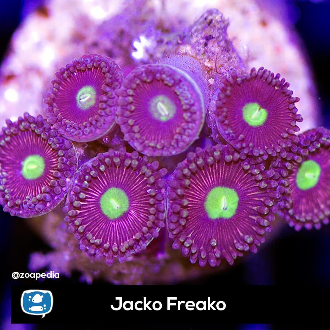 Jacko Freako