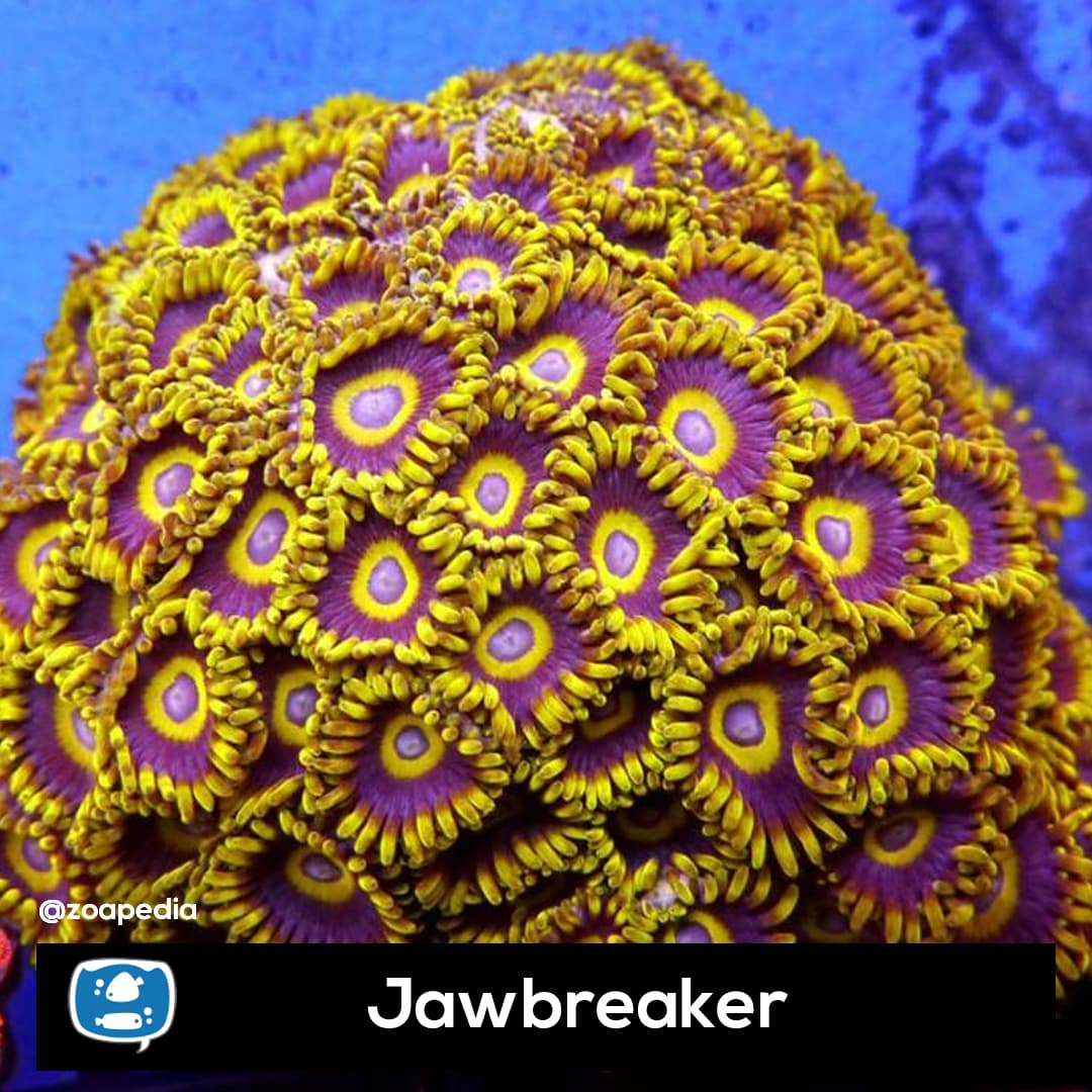 Jawbreaker