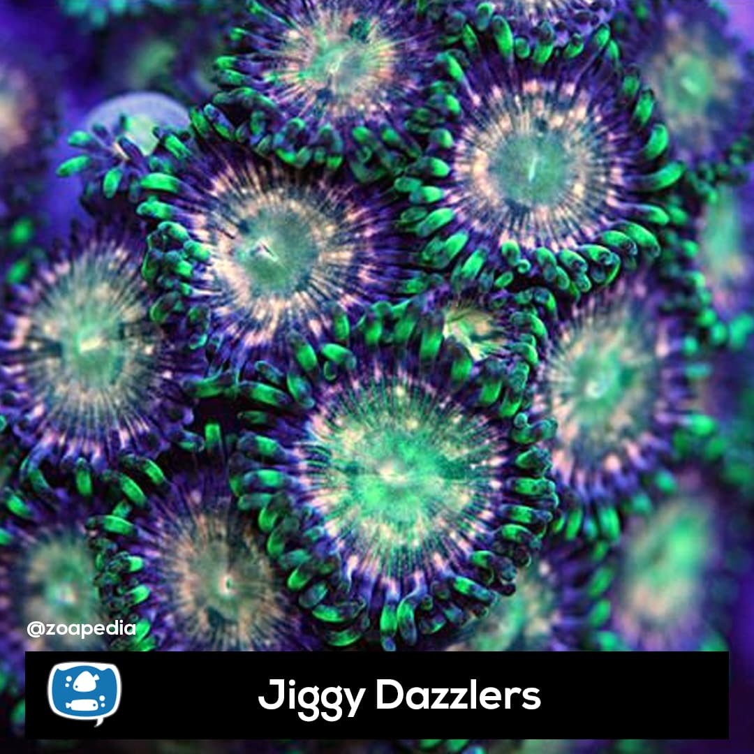 Jiggy Dazzlers