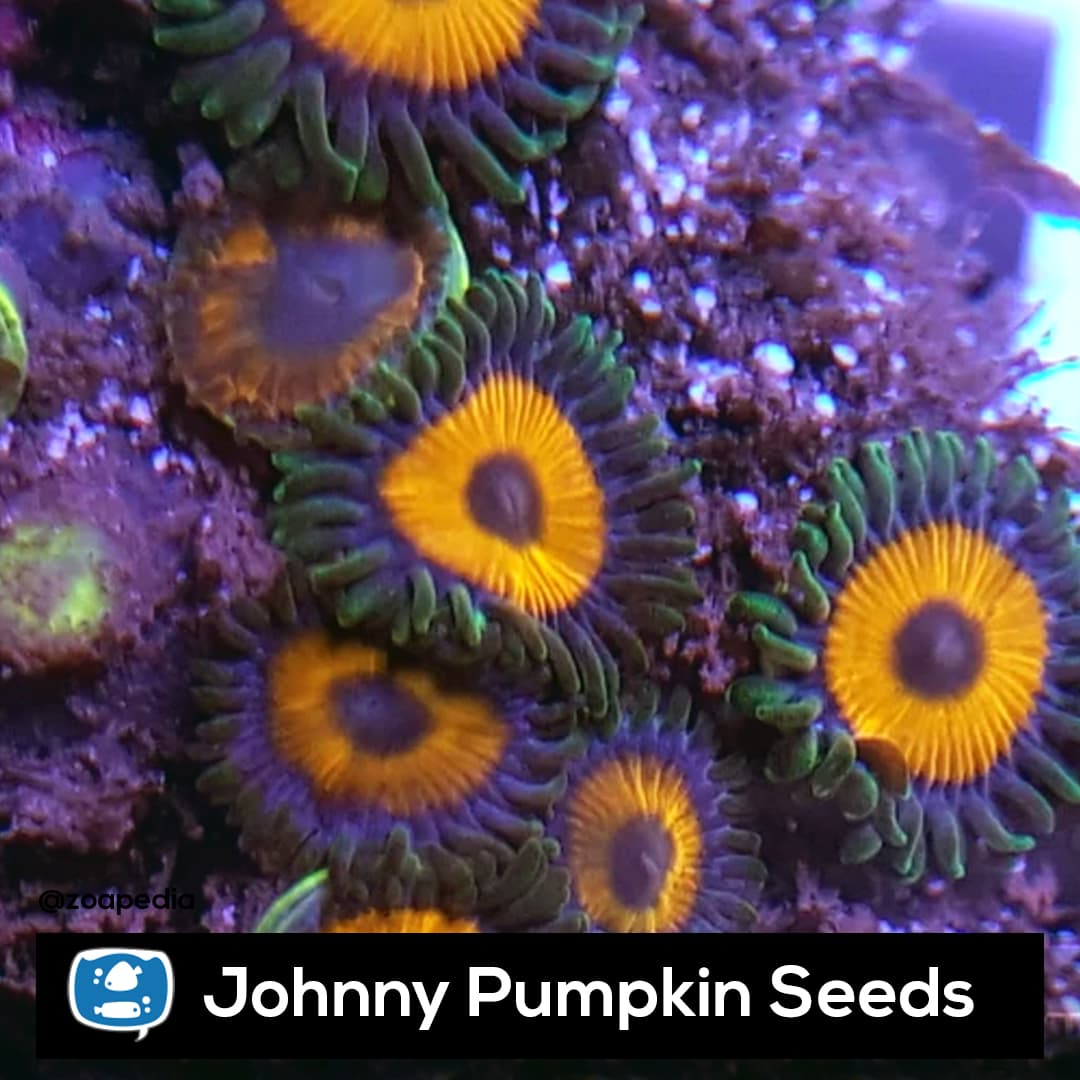 Johnny Pumpkin Seeds