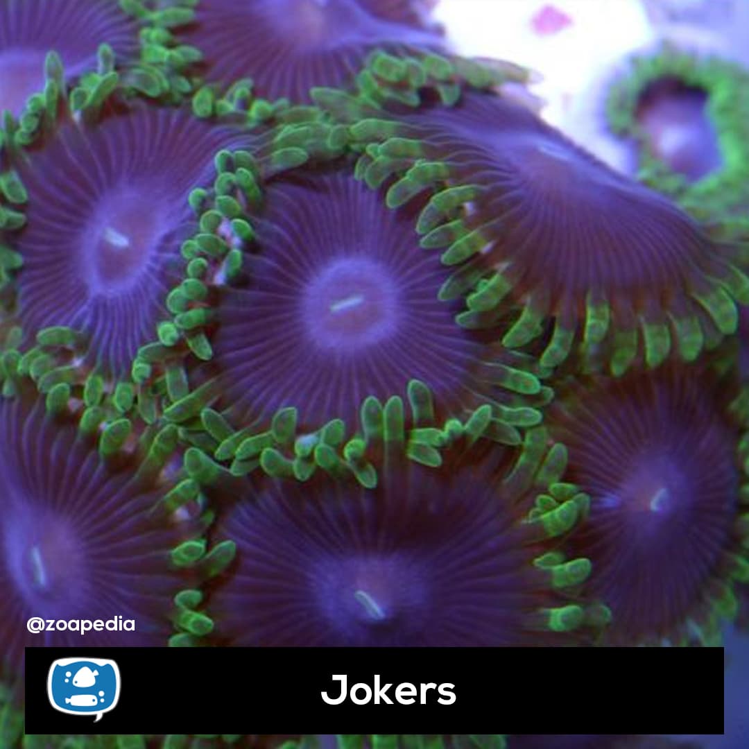 Jokers