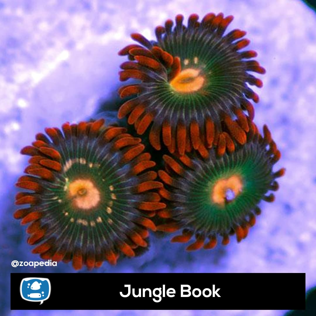 Jungle Book