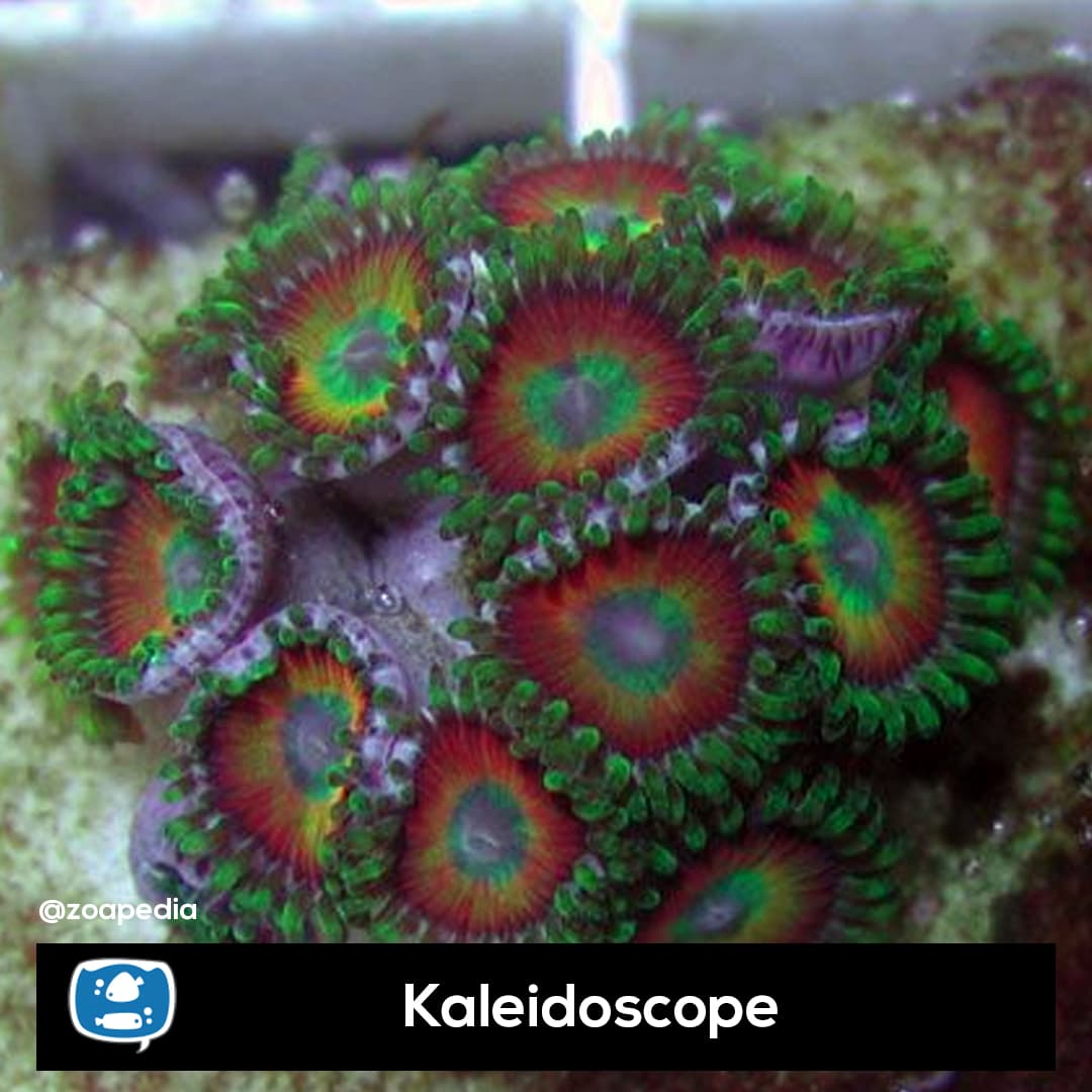Kaleidoscope