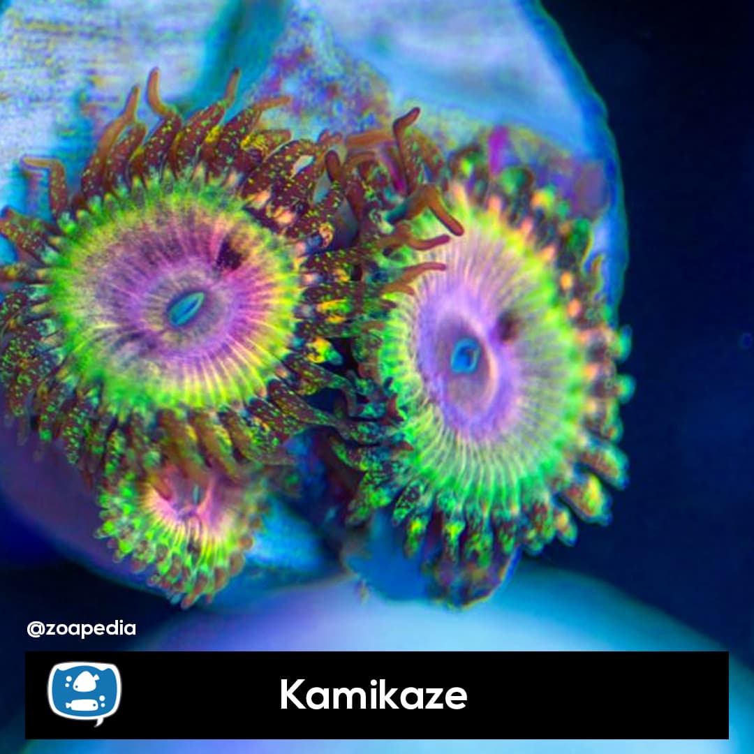 Kamikaze