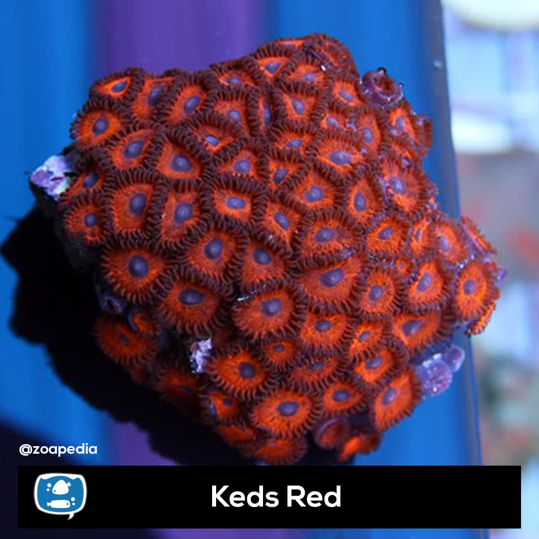 Keds Red
