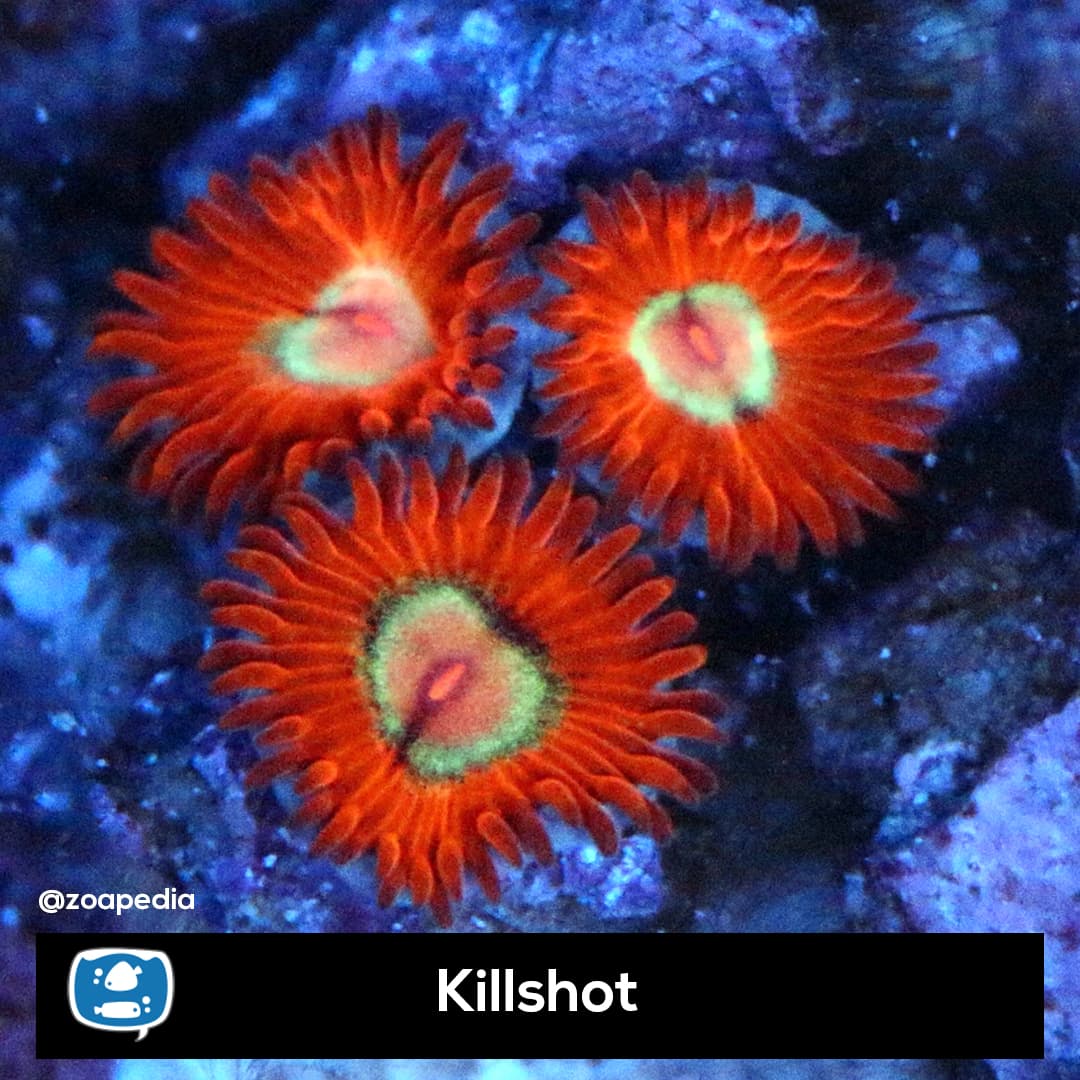 Killshot