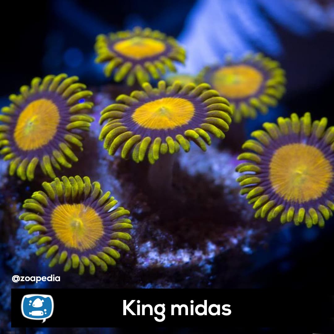 King Midas