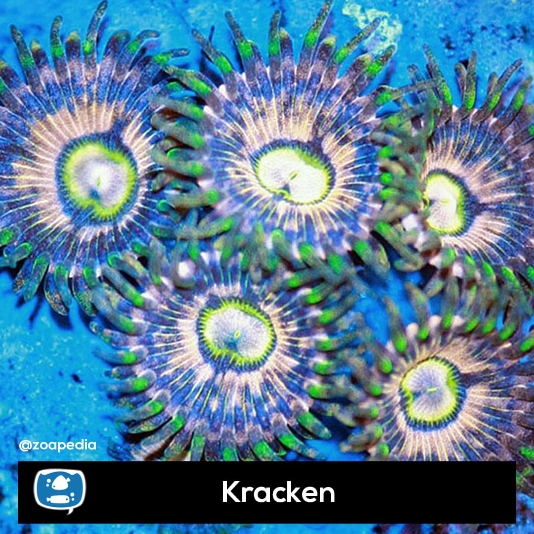 Kracken