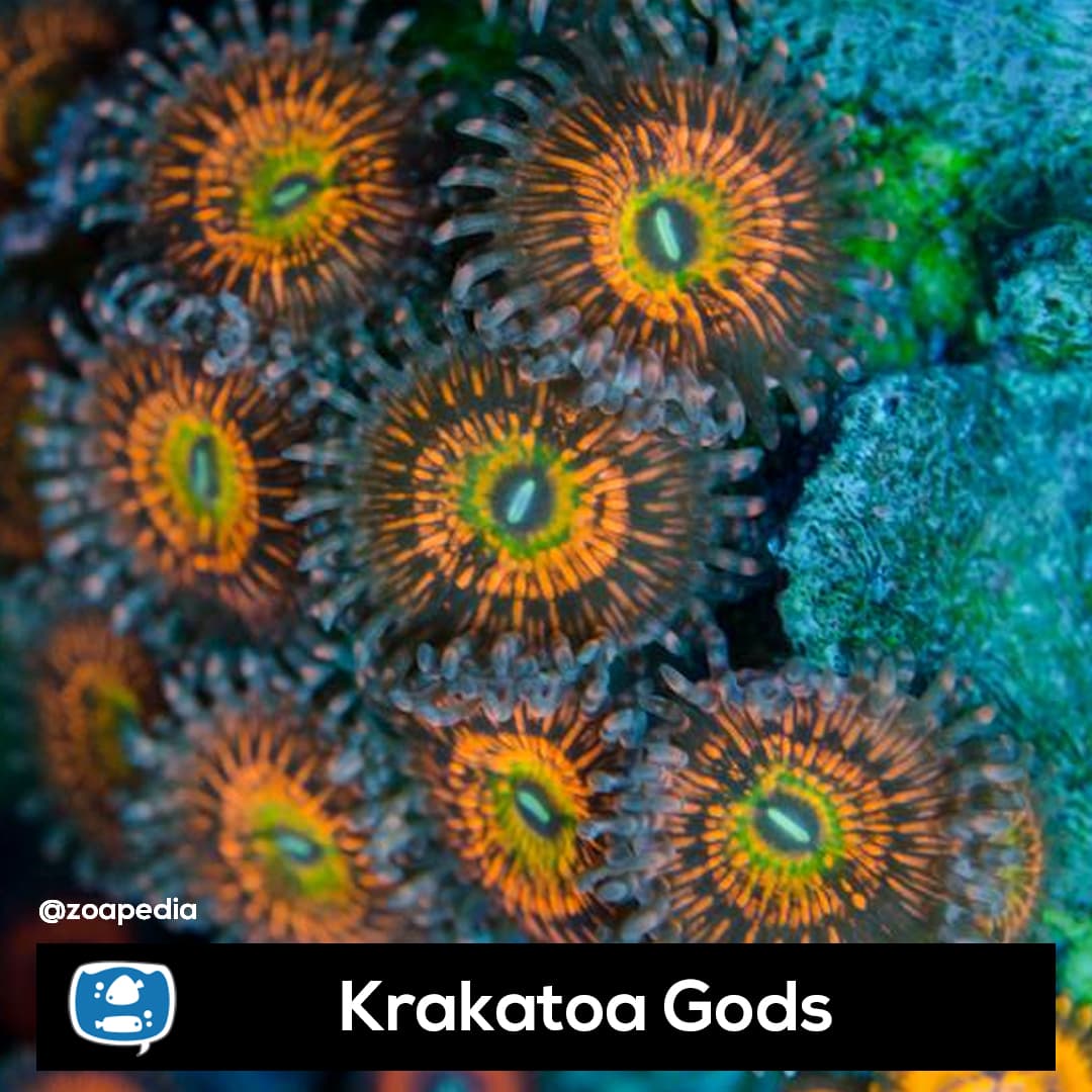 Krakatoa Gods