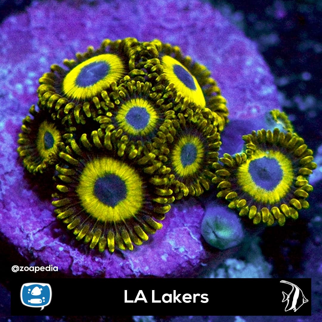 LA Lakers