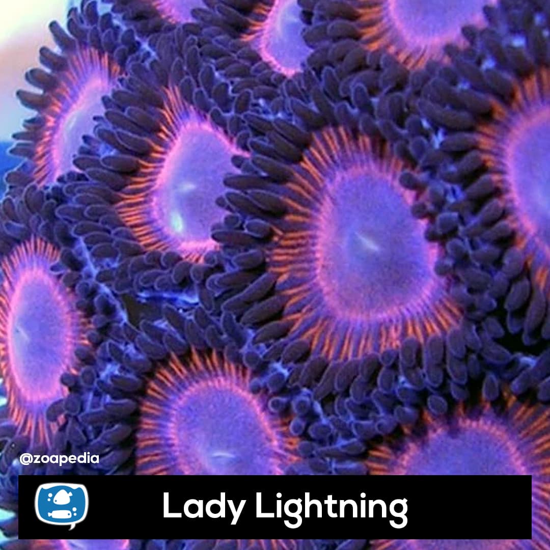 Lady Lightning
