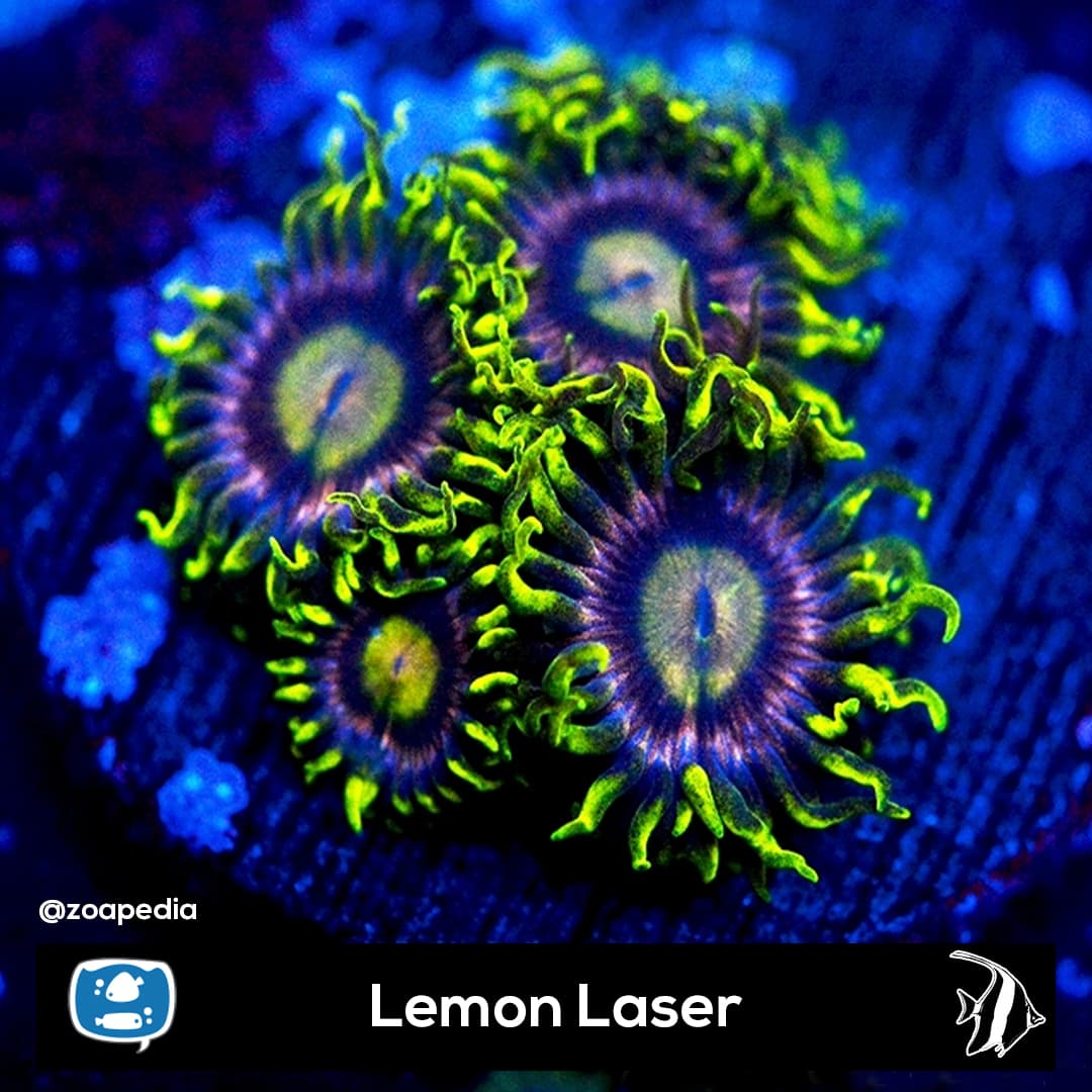 Lemon Laser