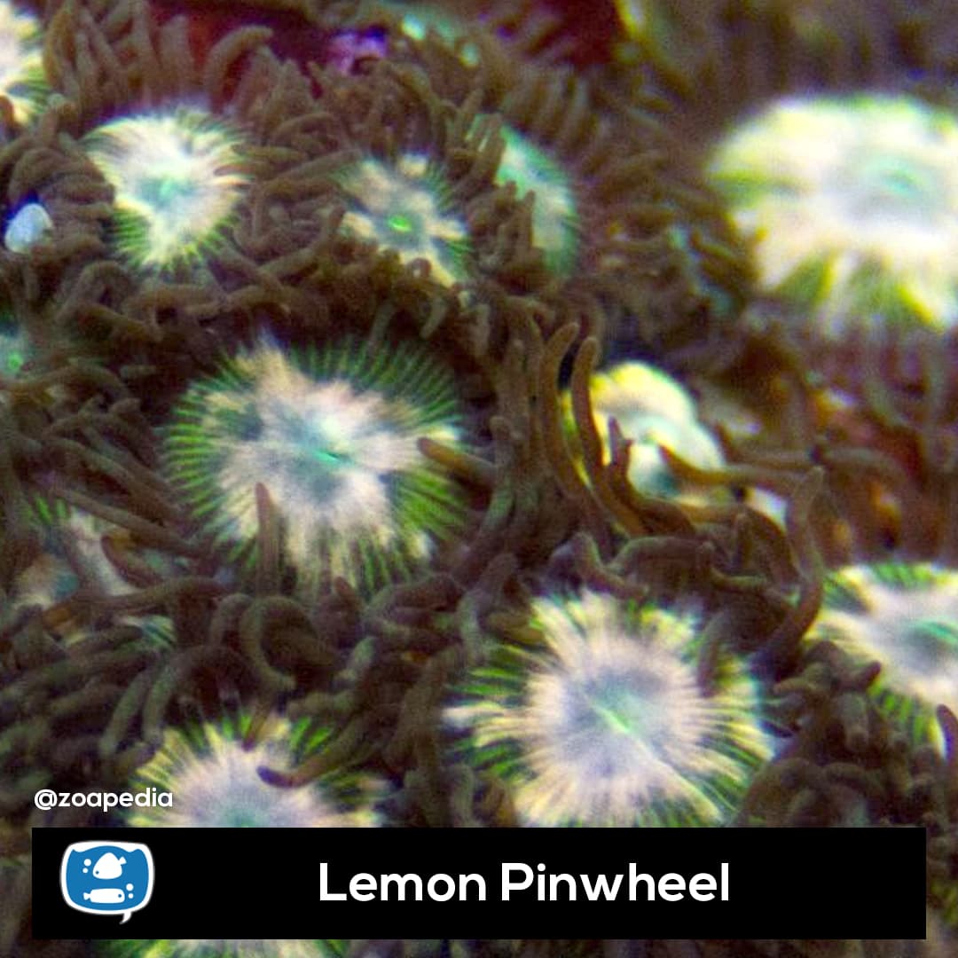 Lemon Pinwheel