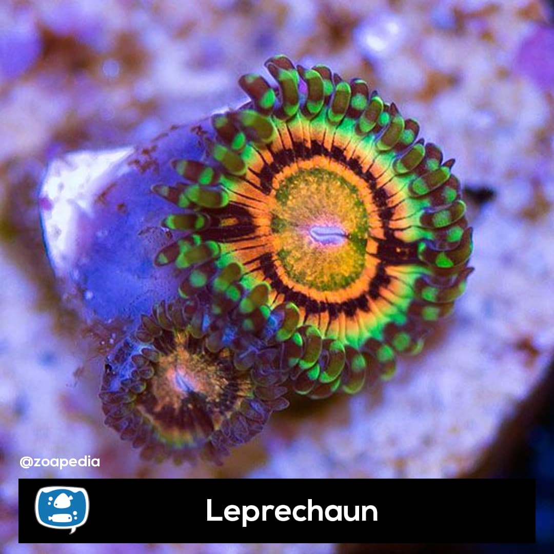 Leprechaun