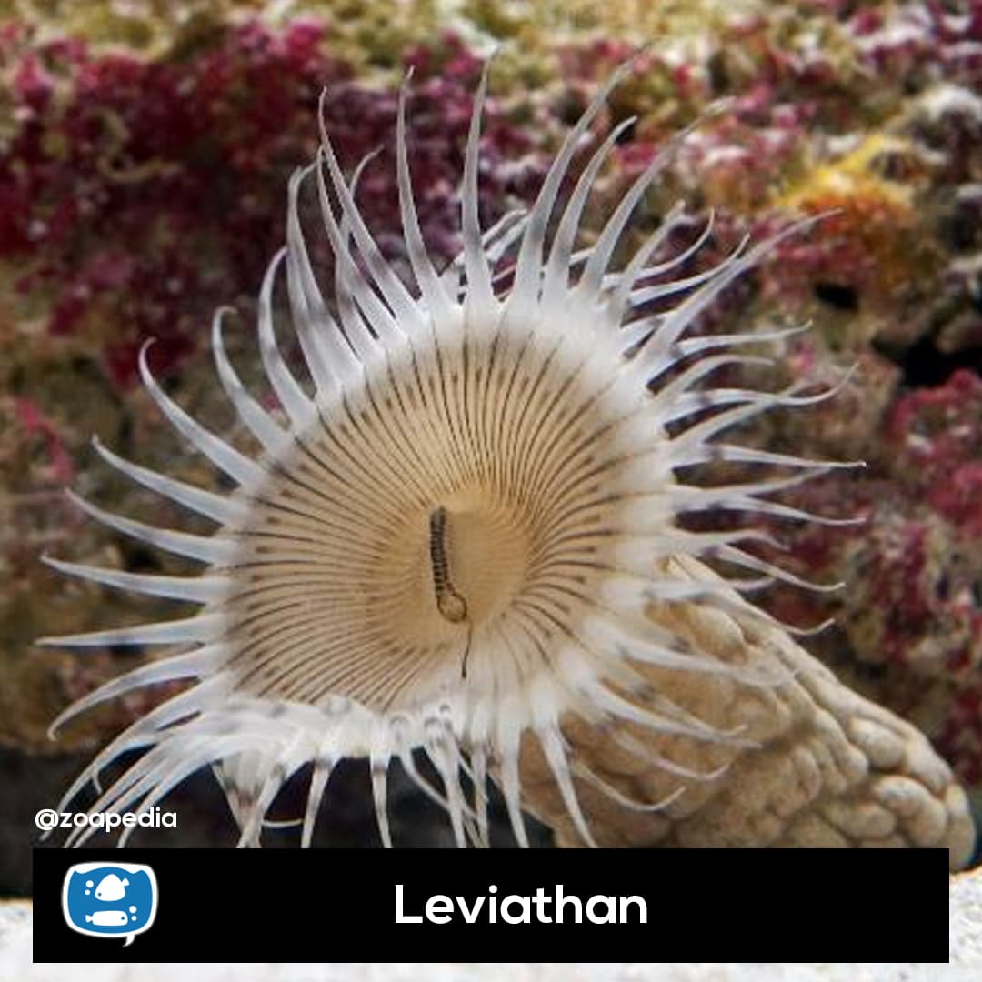 Leviathan