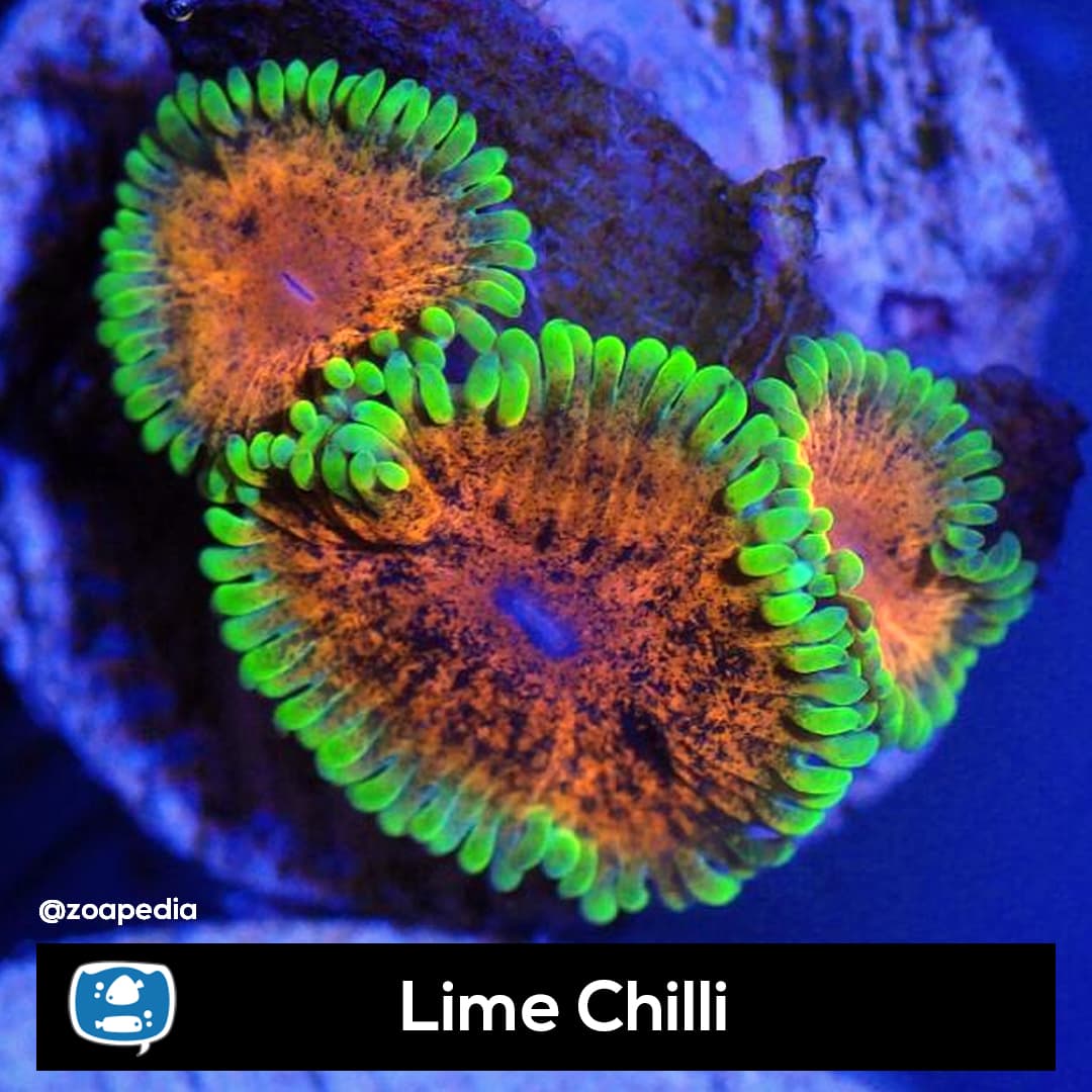 Lime Chilli