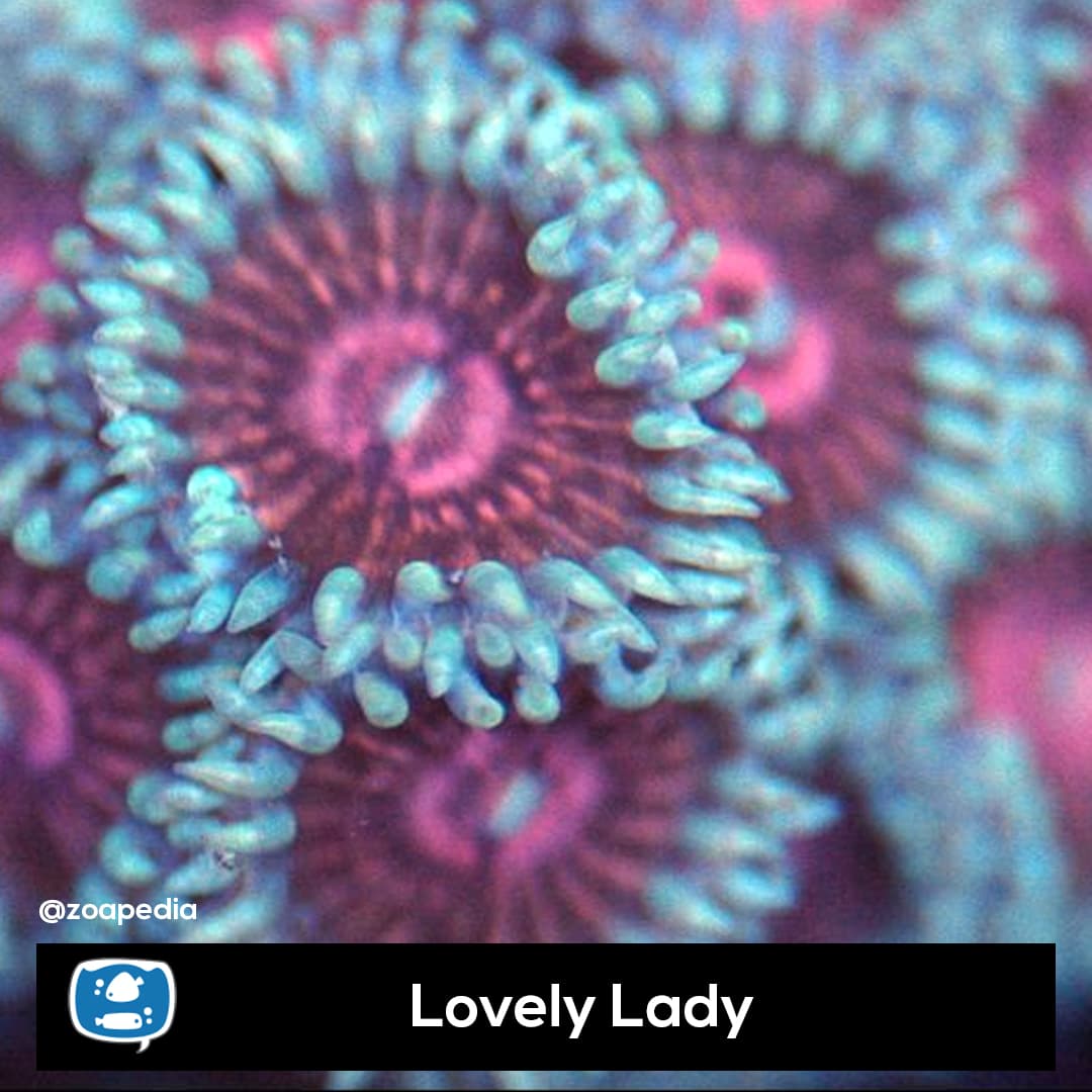 Lovely Lady