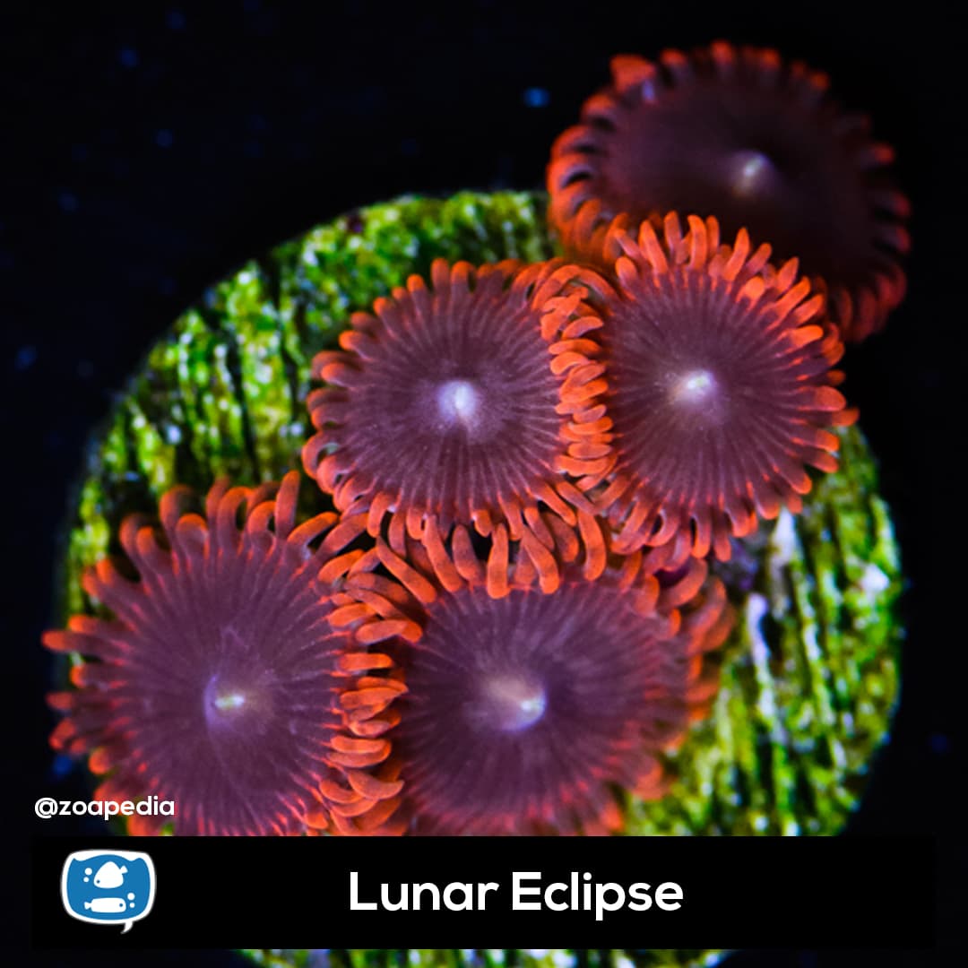 Lunar Eclipse