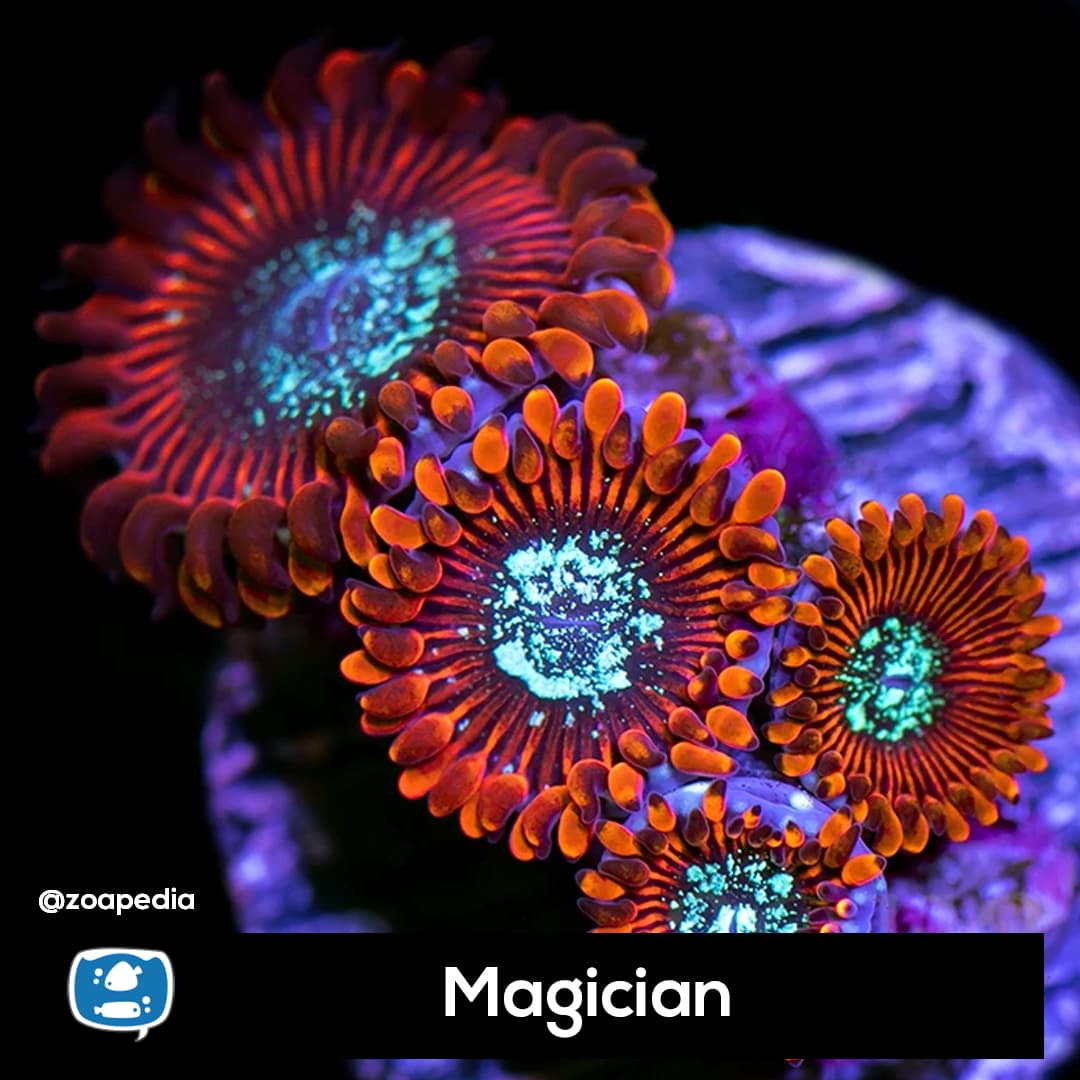 Magician