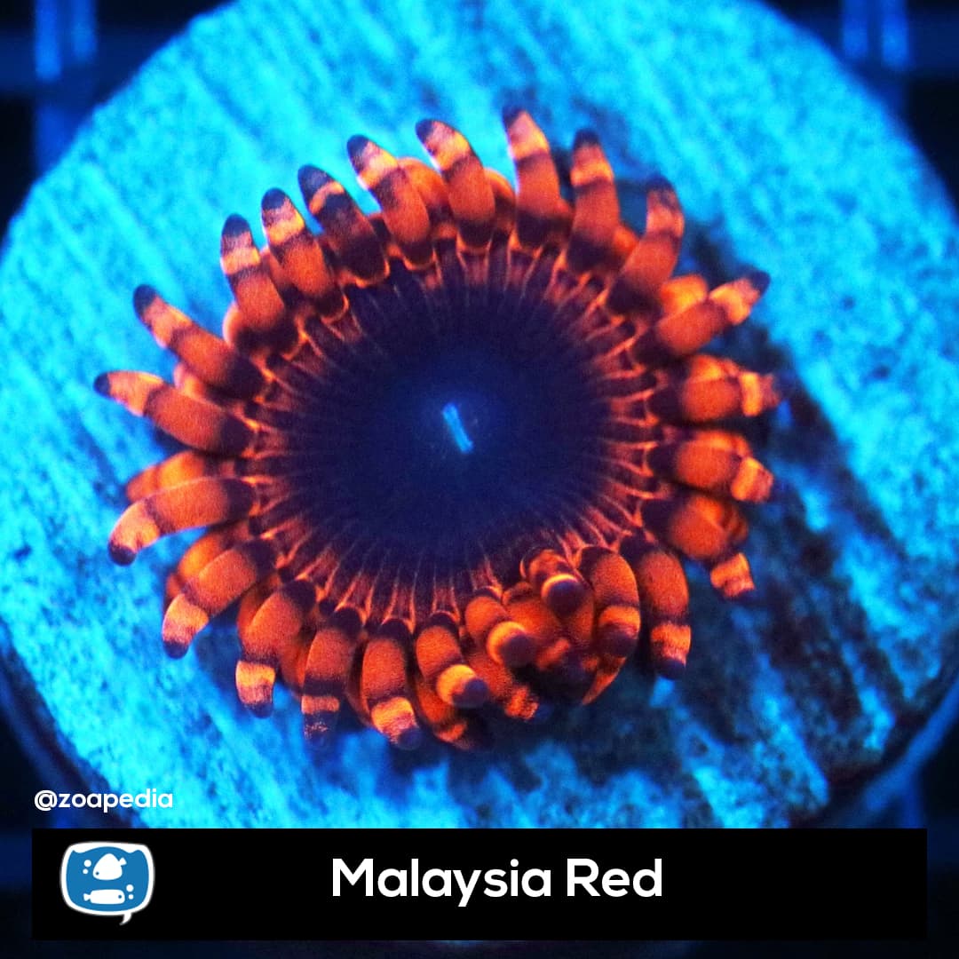 Malaysia Red