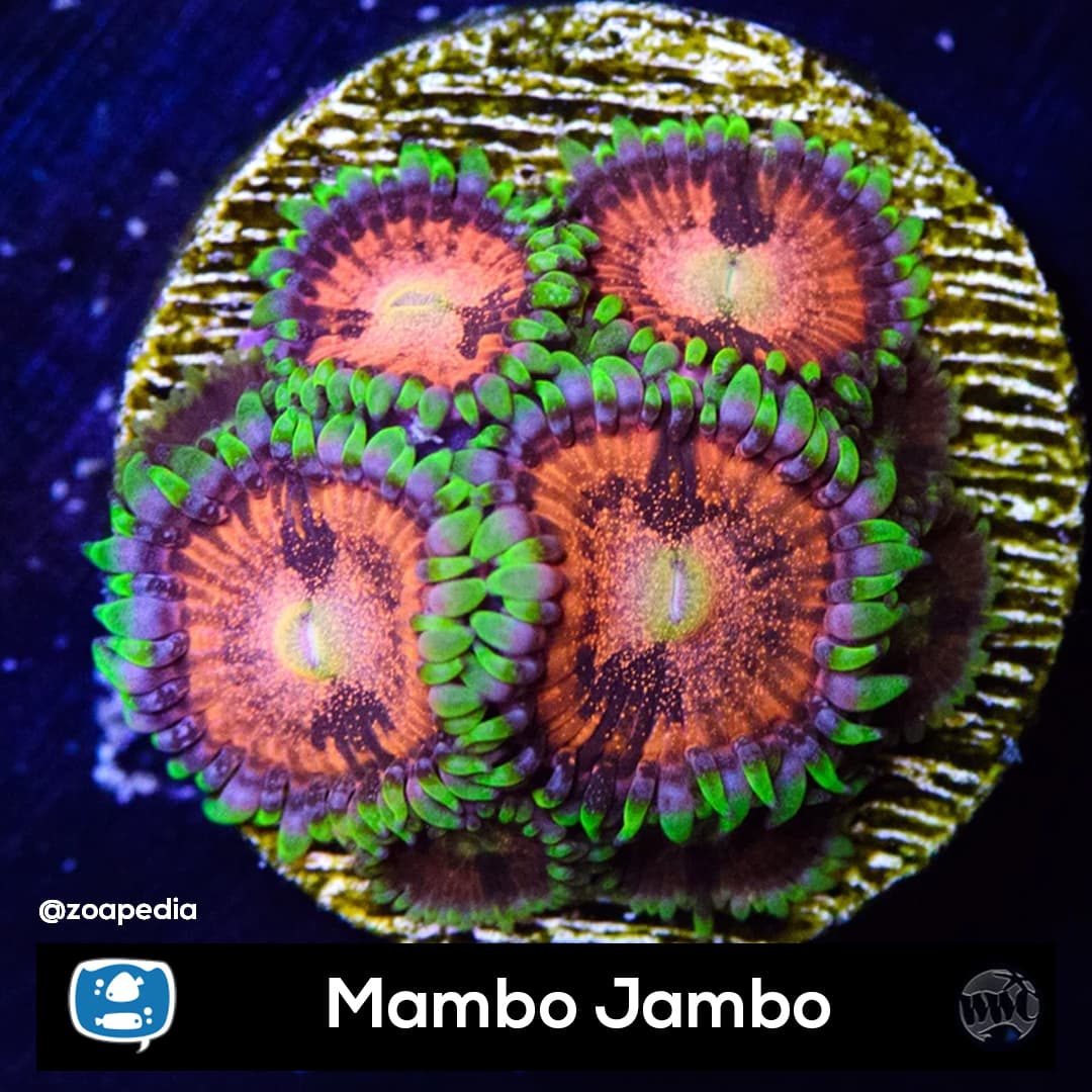 Mambo Jambo