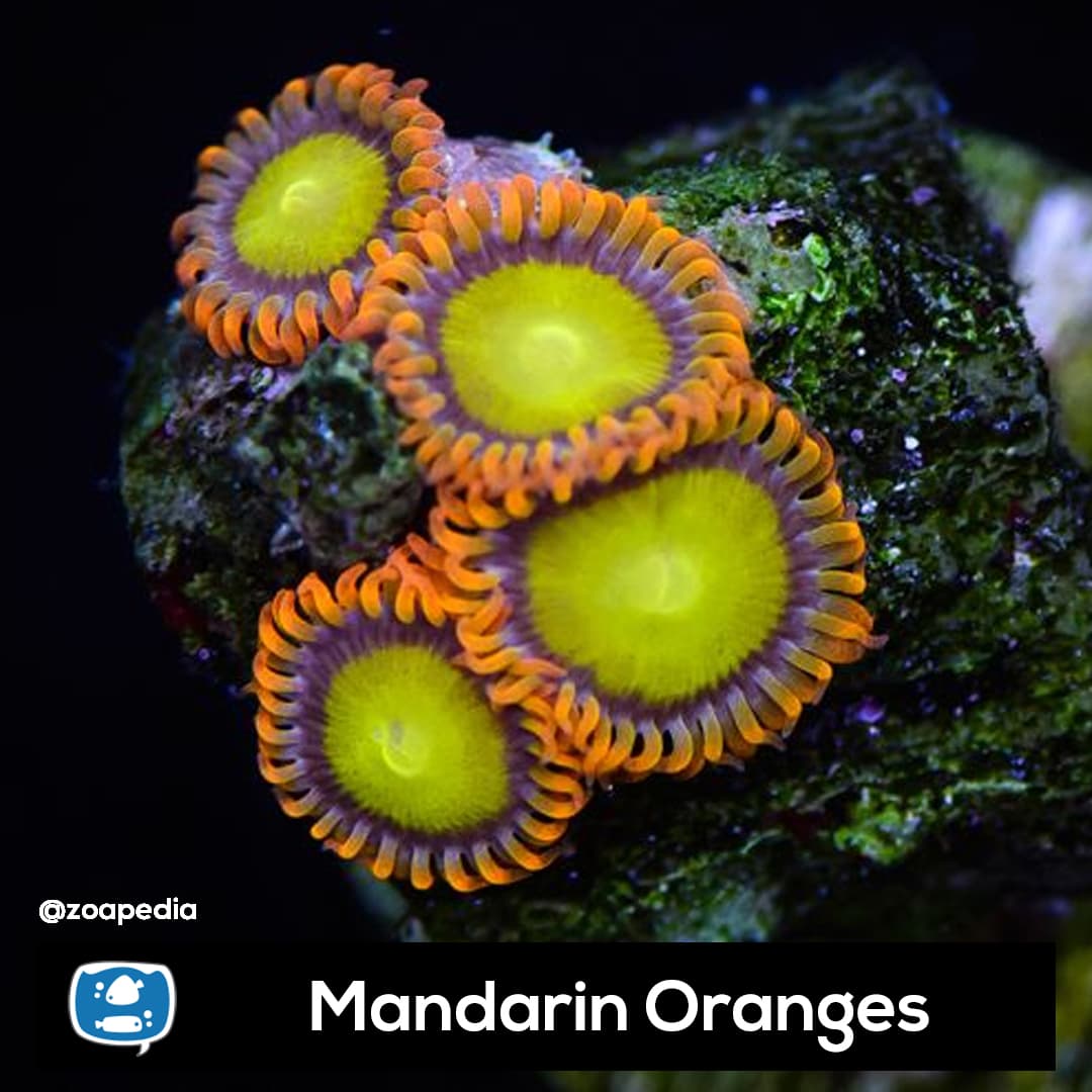 Mandarin Oranges