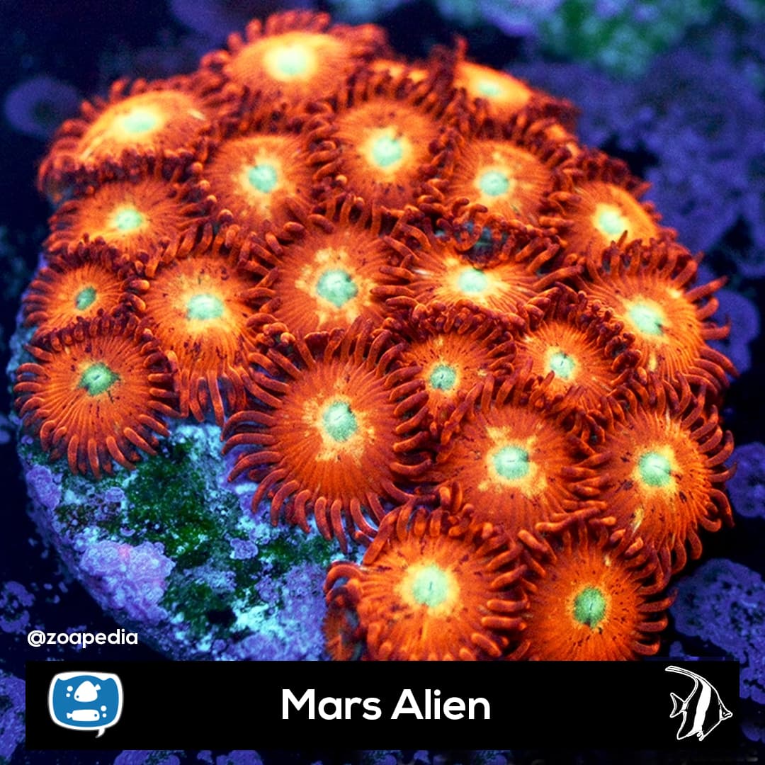 Mars Alien
