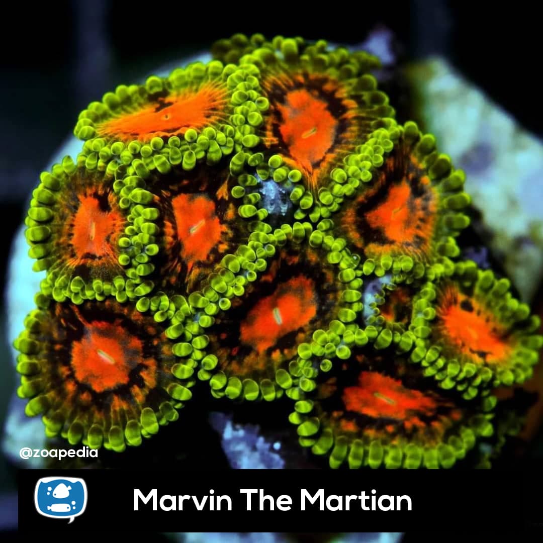 Marvin The Martian