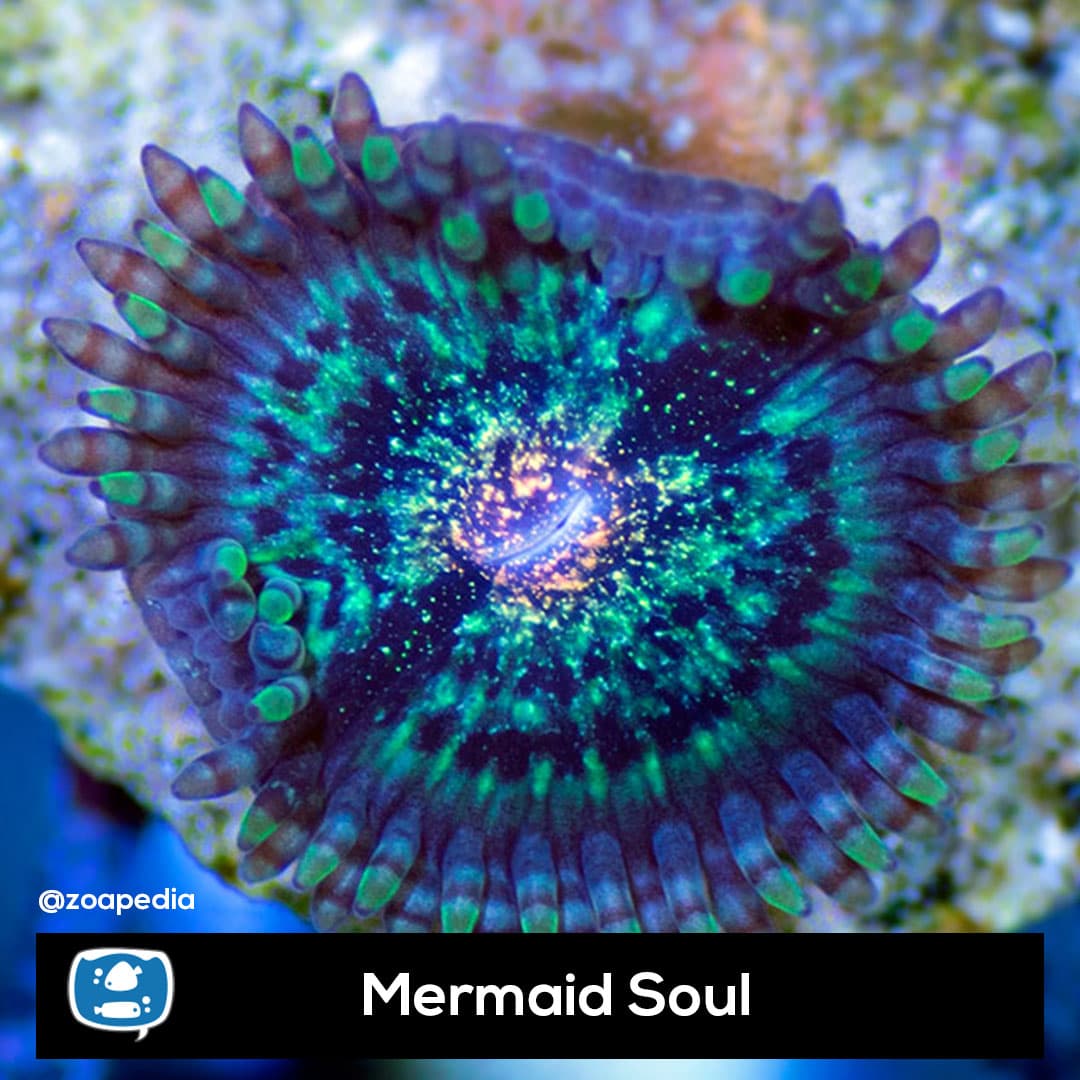 Mermaid Soul