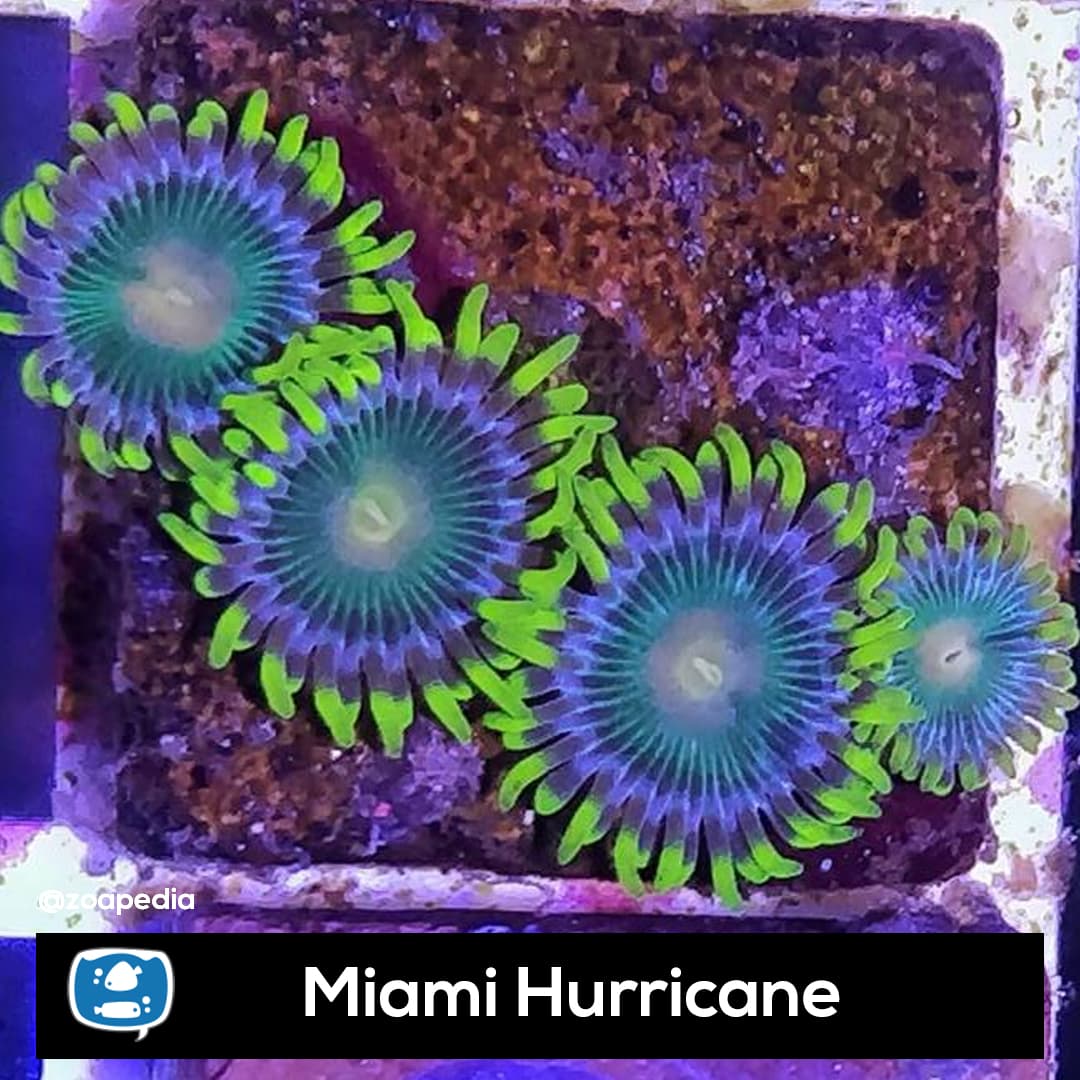 Miami Hurricane