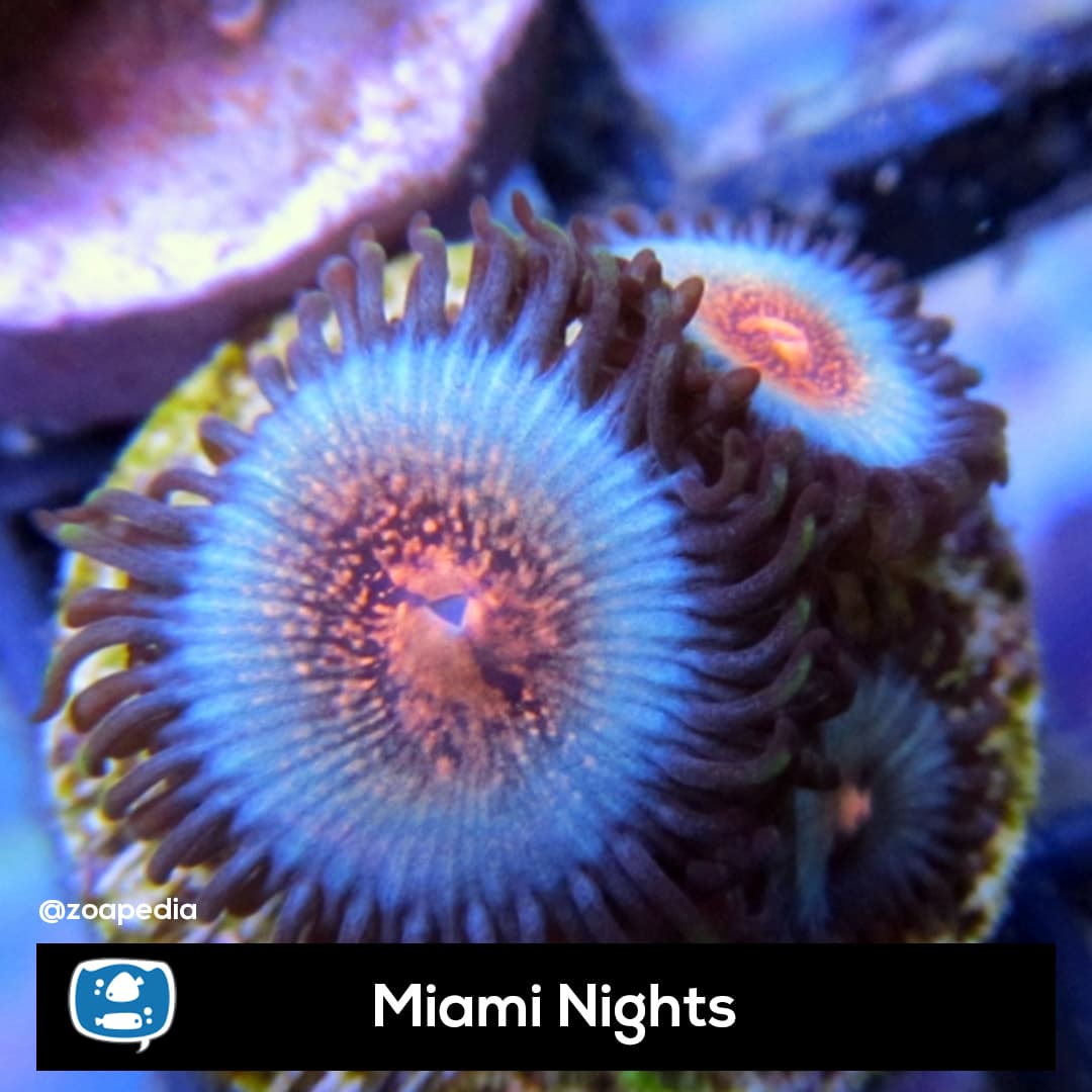 Miami Nights