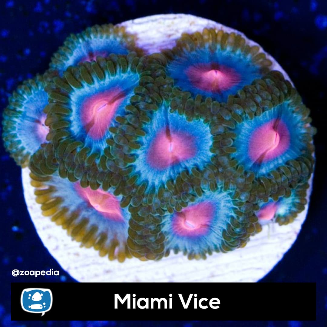 Miami Vice