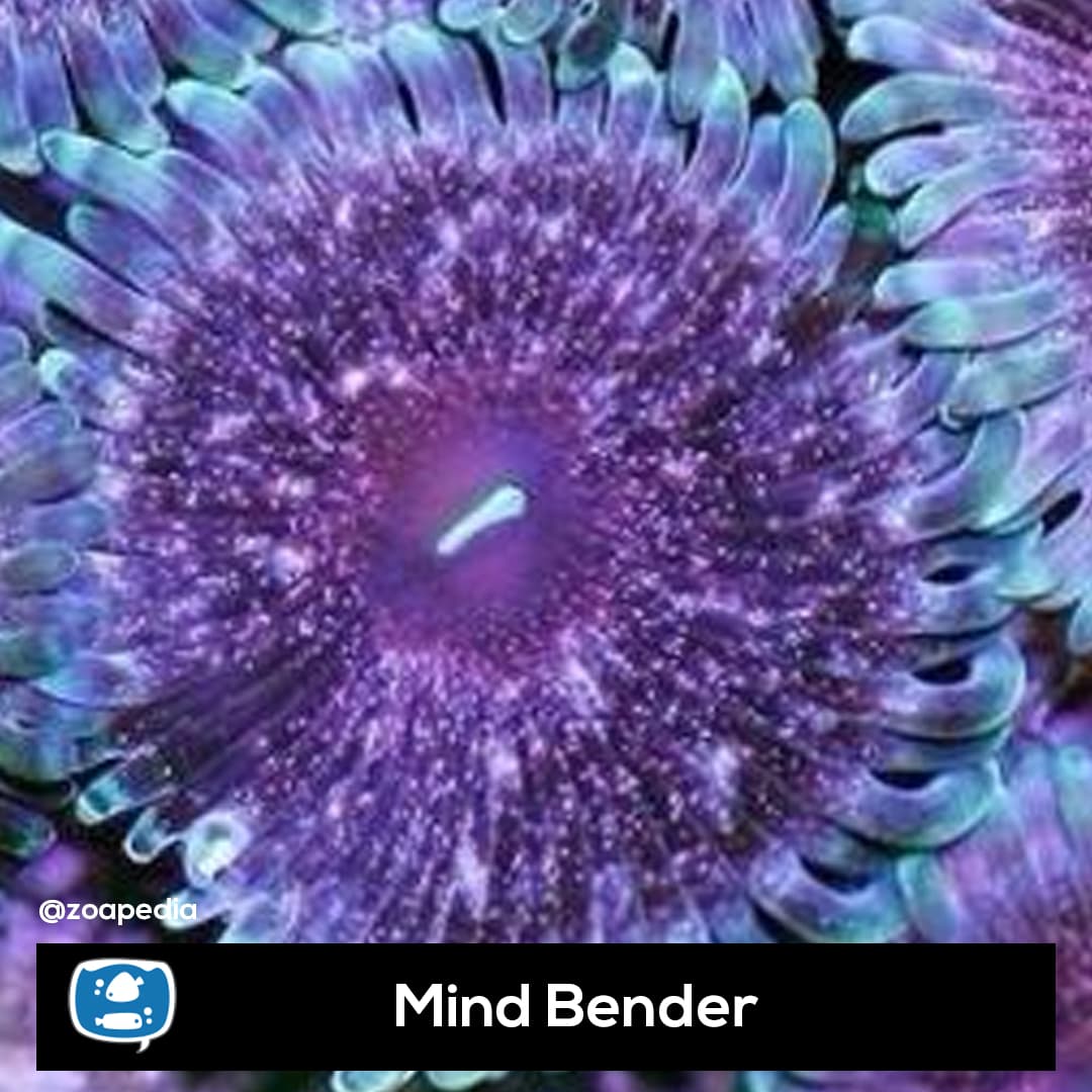 Mind Bender