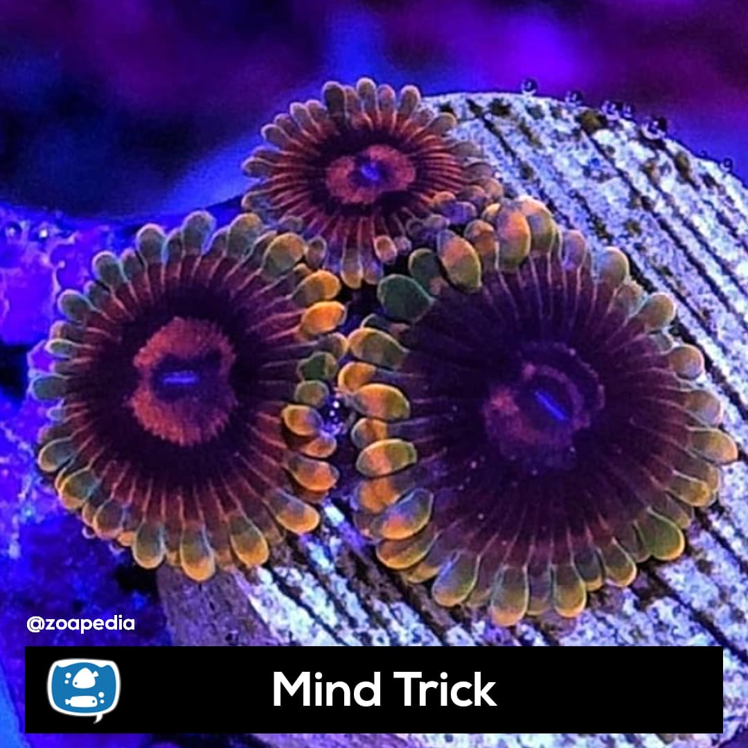 Mind Trick