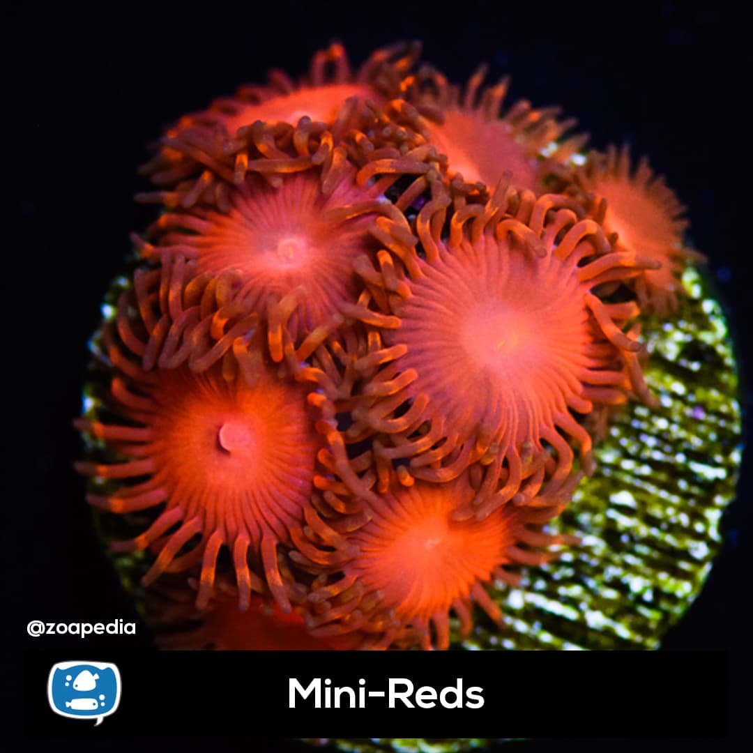 Mini-Reds