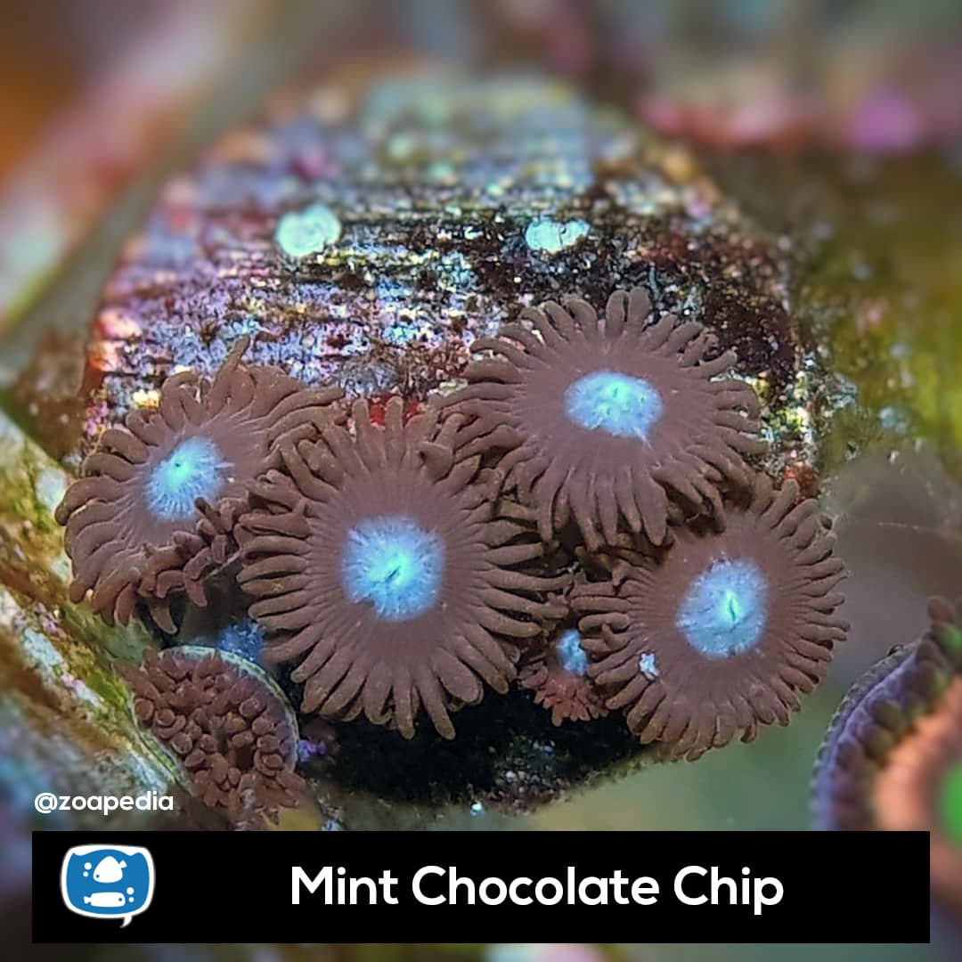 Mint Chocolate Chip