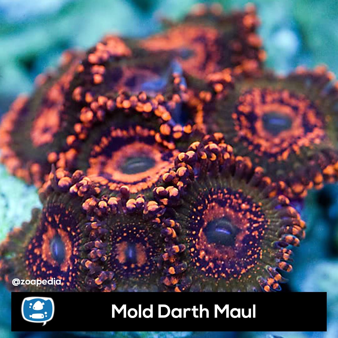 Mold Darth Maul