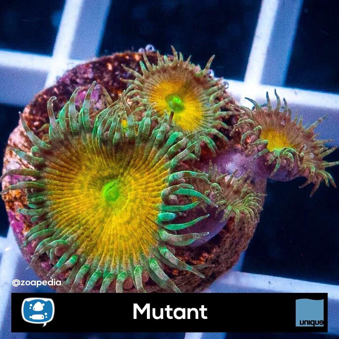Mutant