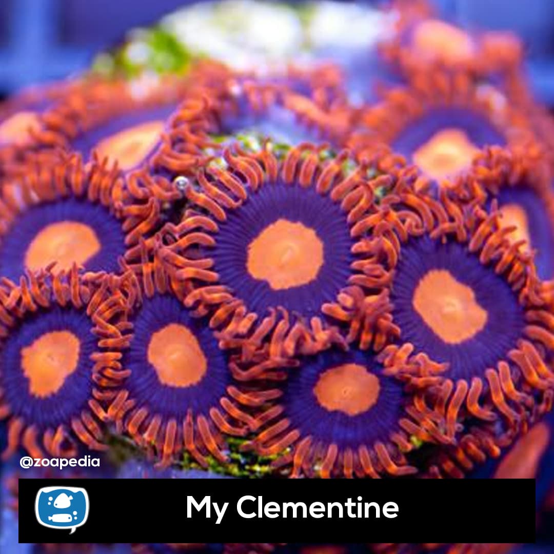 My Clementine